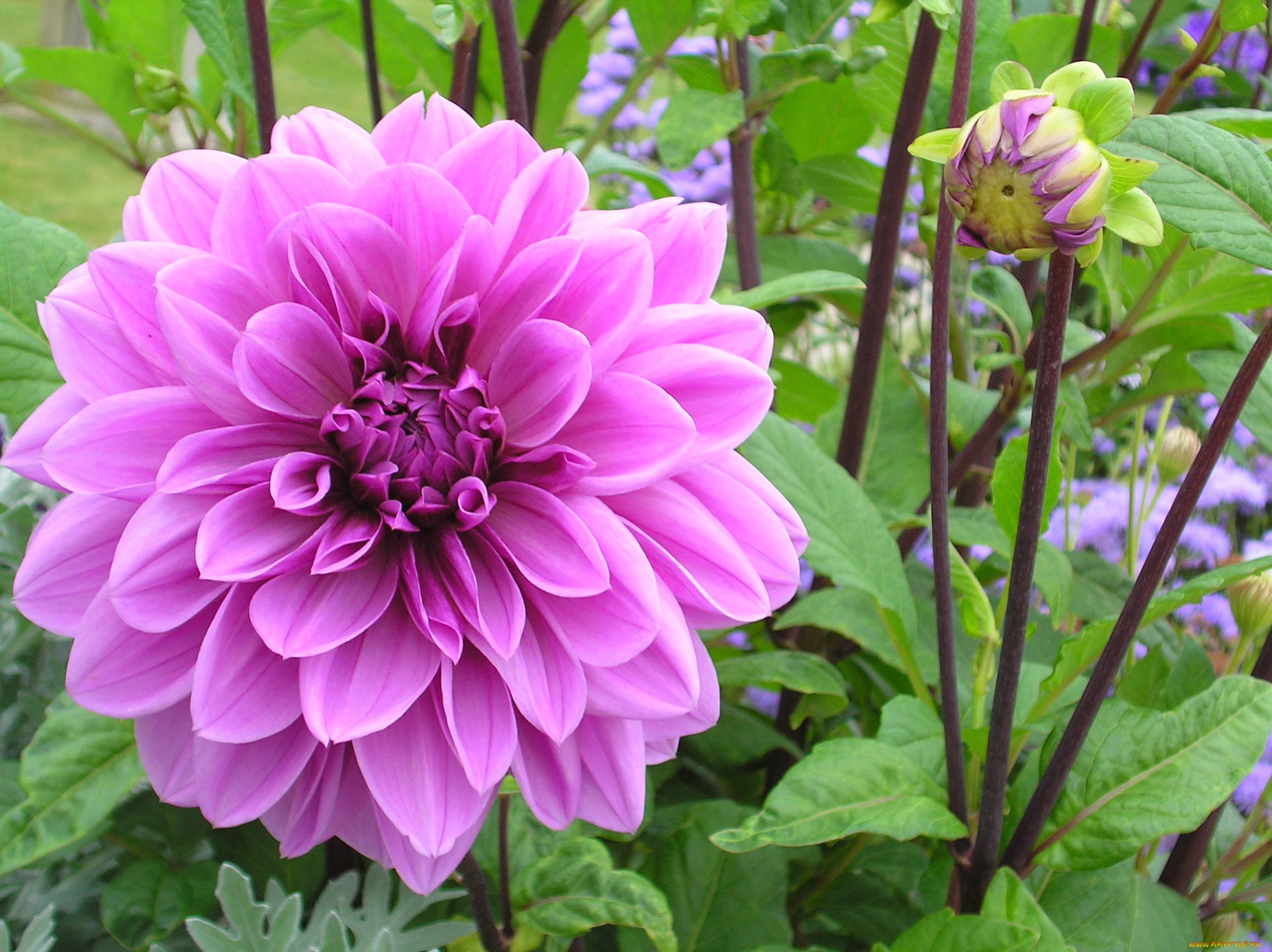 цветы, георгины