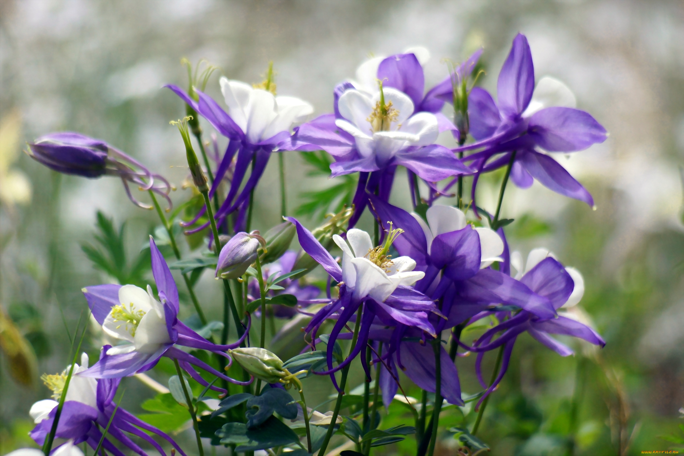 цветы, аквилегия, водосбор, фиолетовый