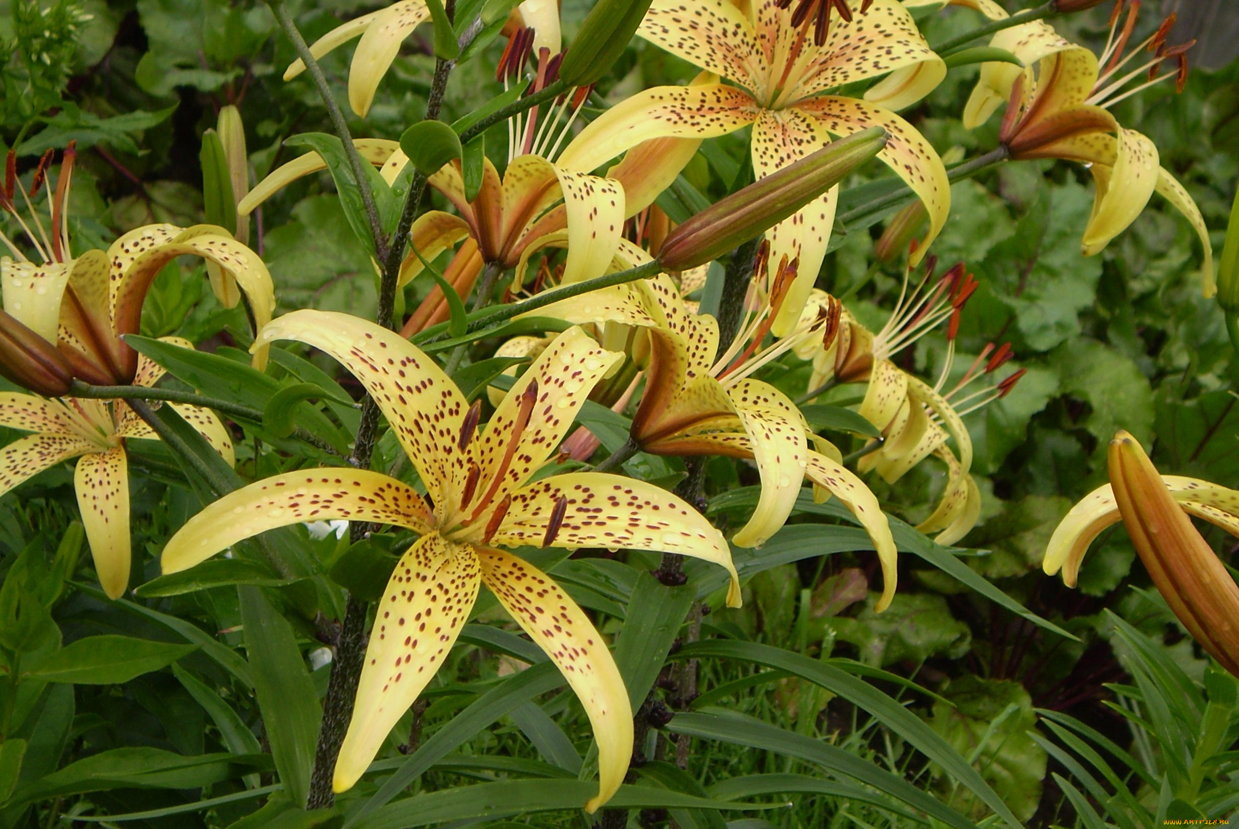 цветы, лилии, лилейники