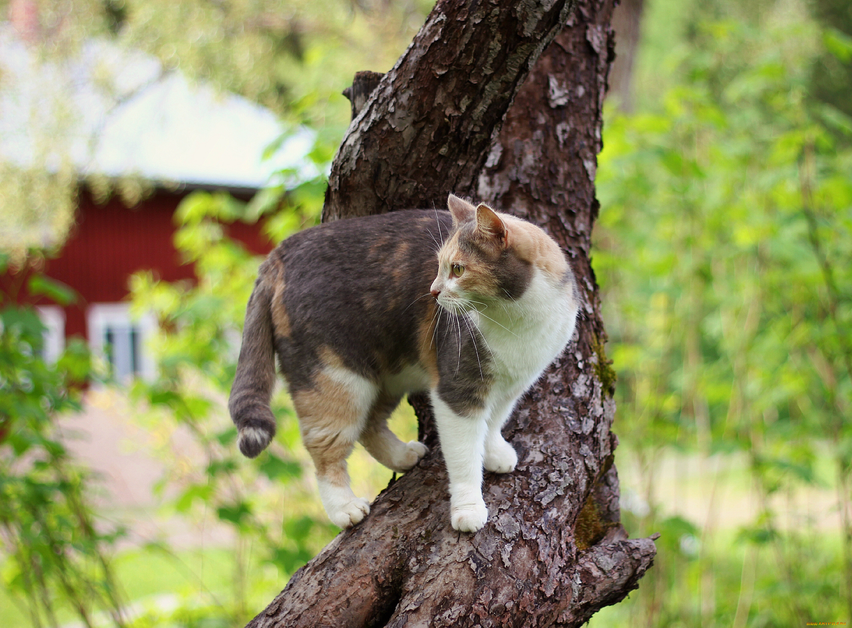 животные, коты, дерево