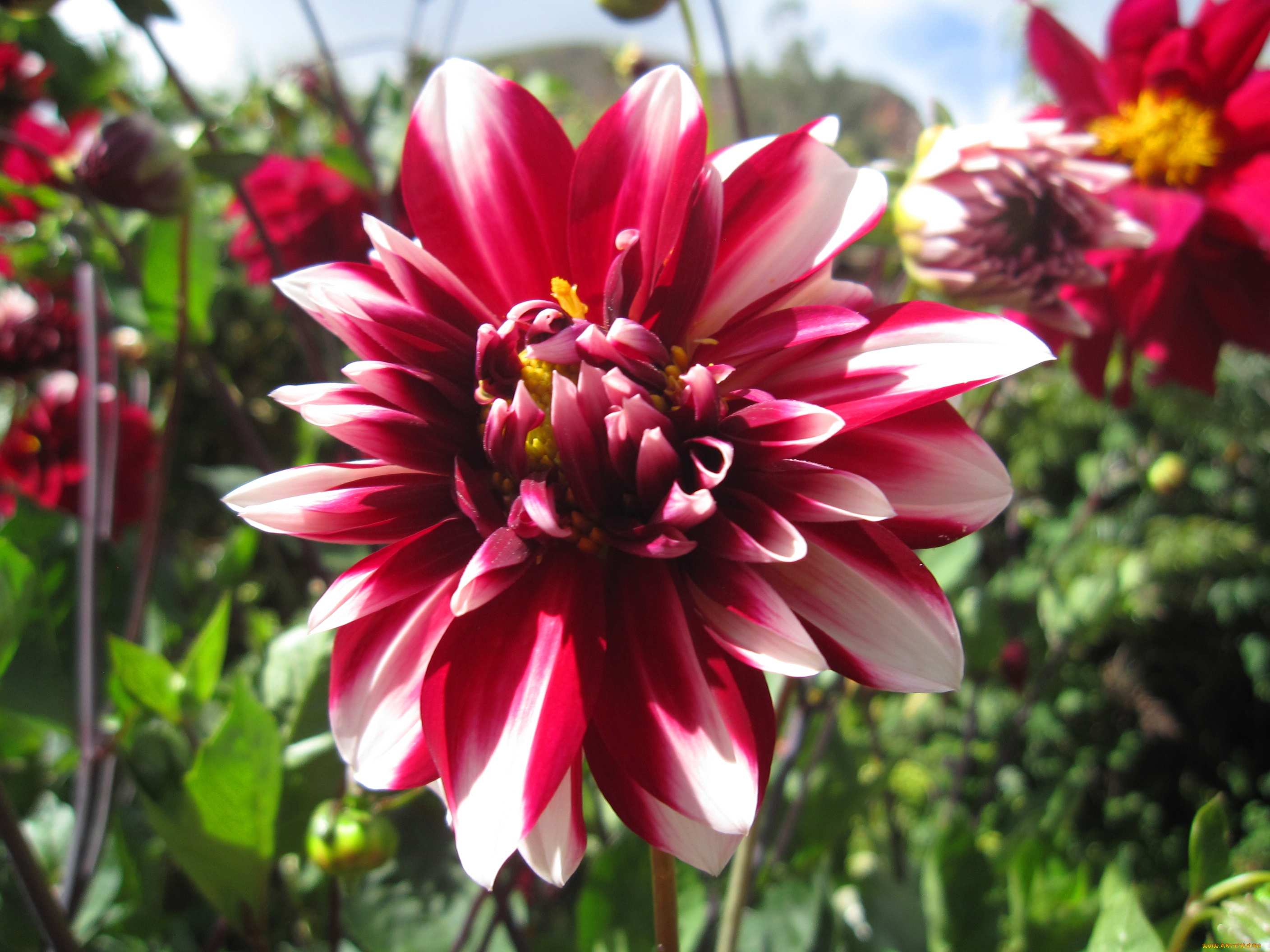 цветы, георгины