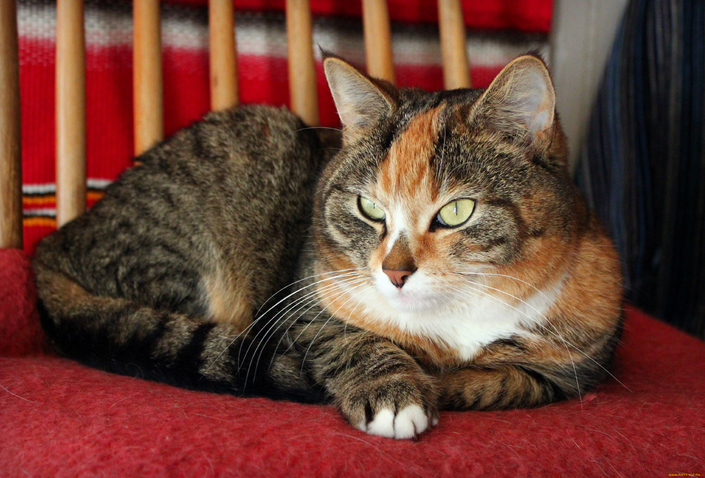 животные, коты, котэ