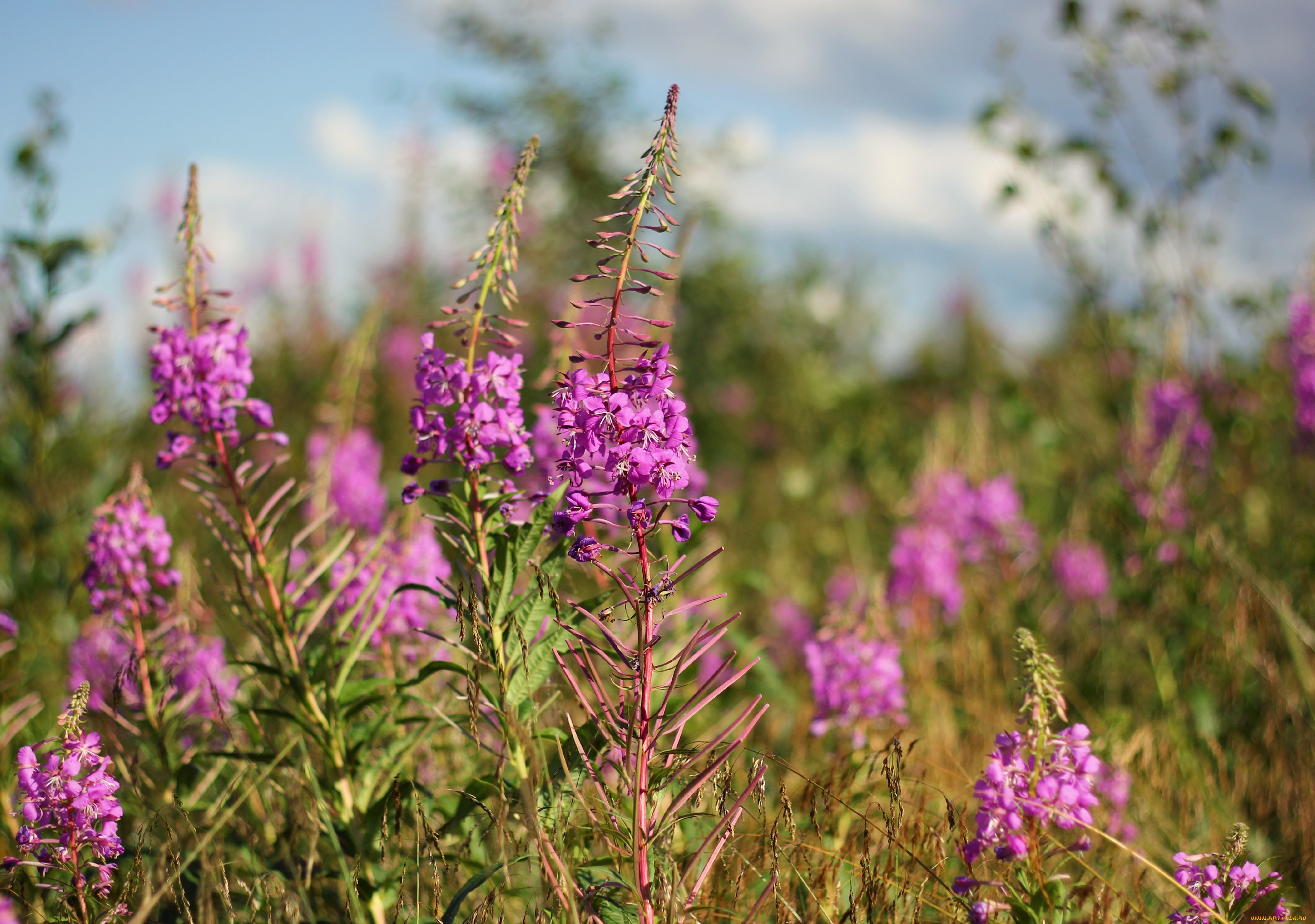 цветы, луговые, полевые, лето