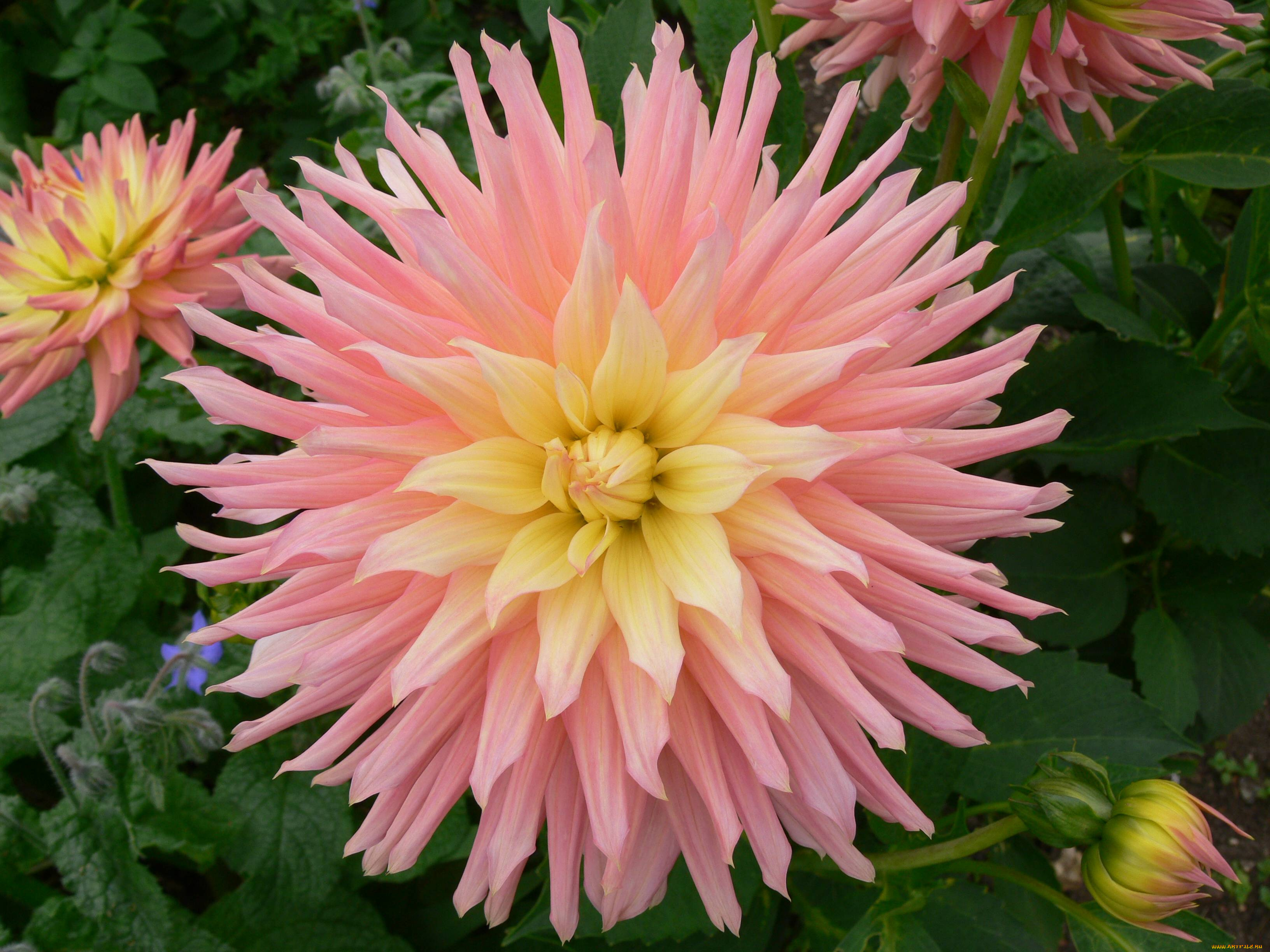 цветы, георгины, цветок