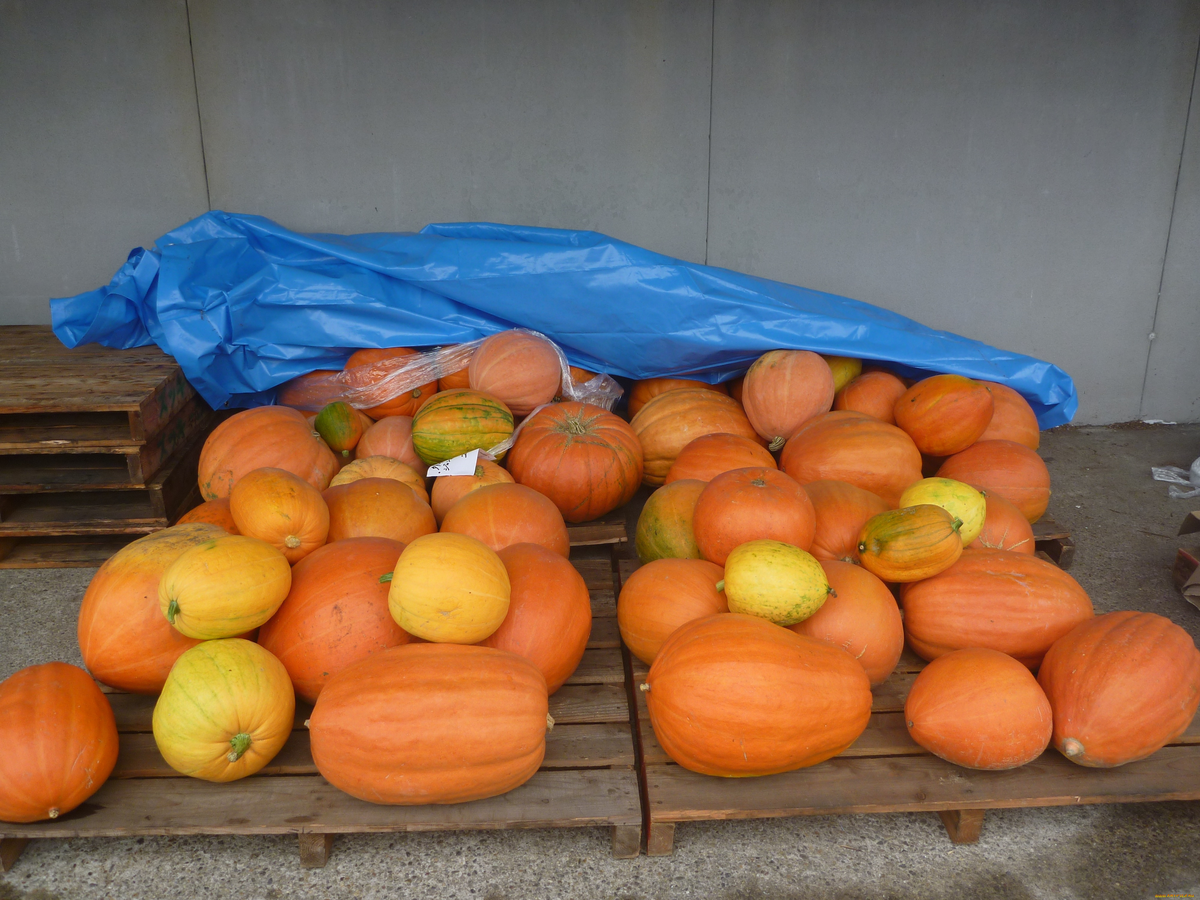 еда, тыква, тыквы