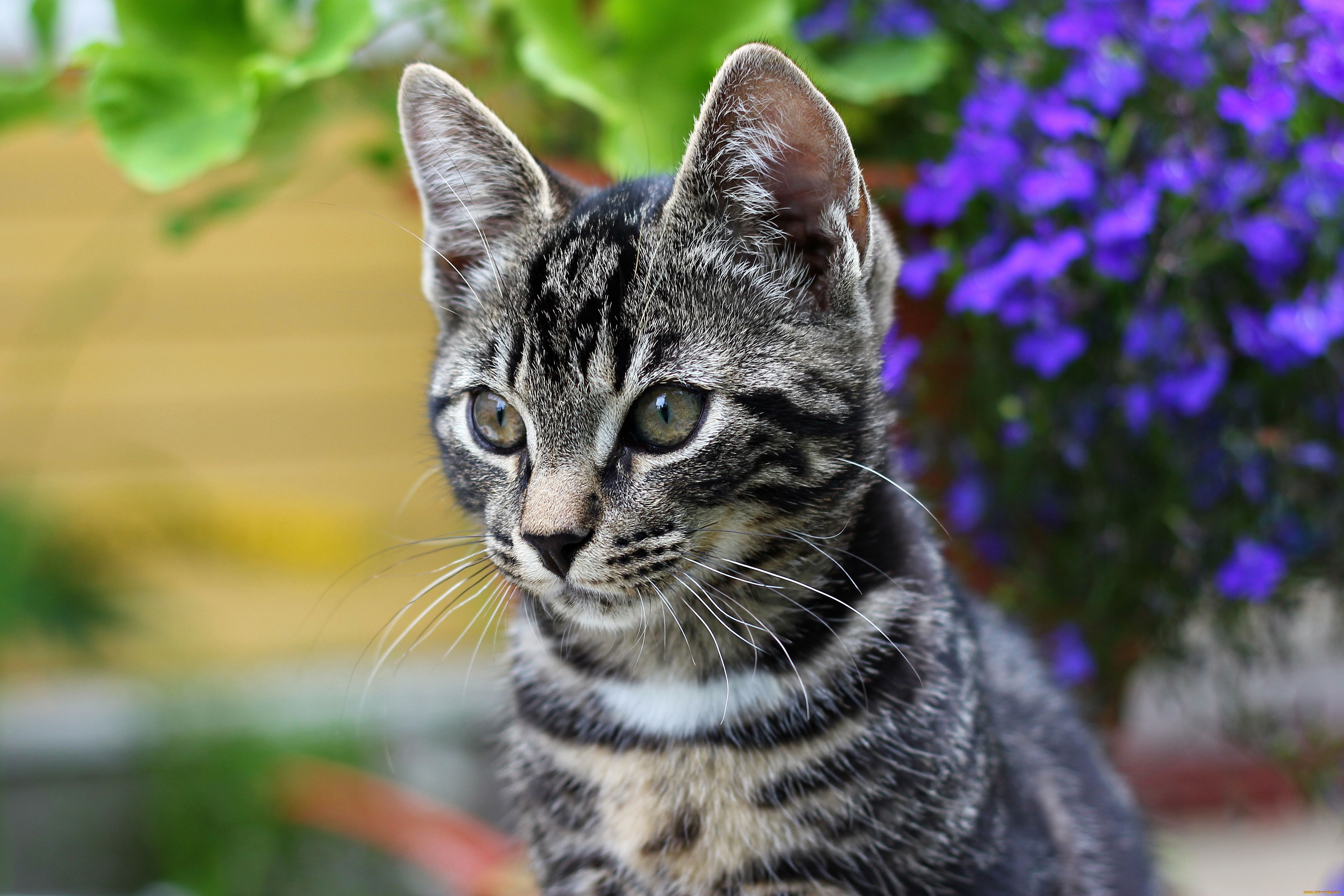 животные, коты, котёнок