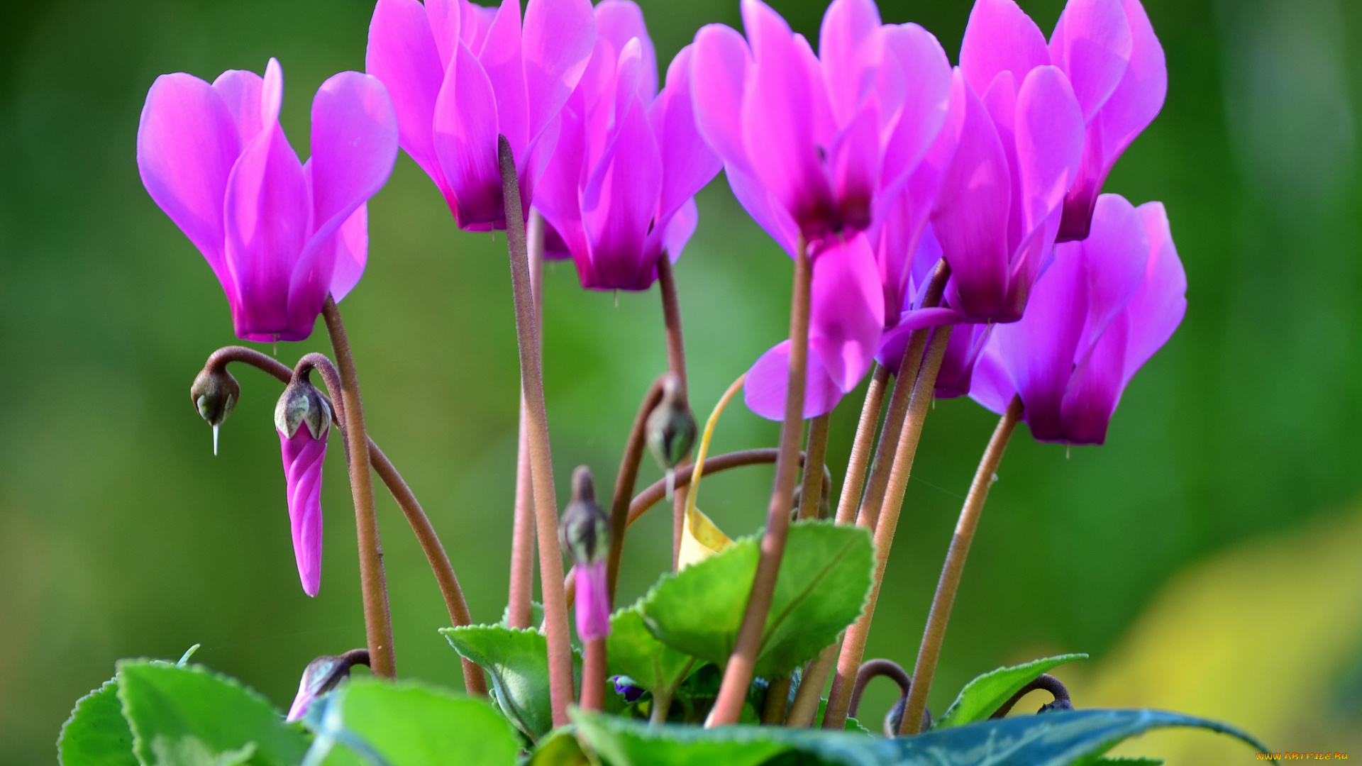 цветы, цикламены, яркий