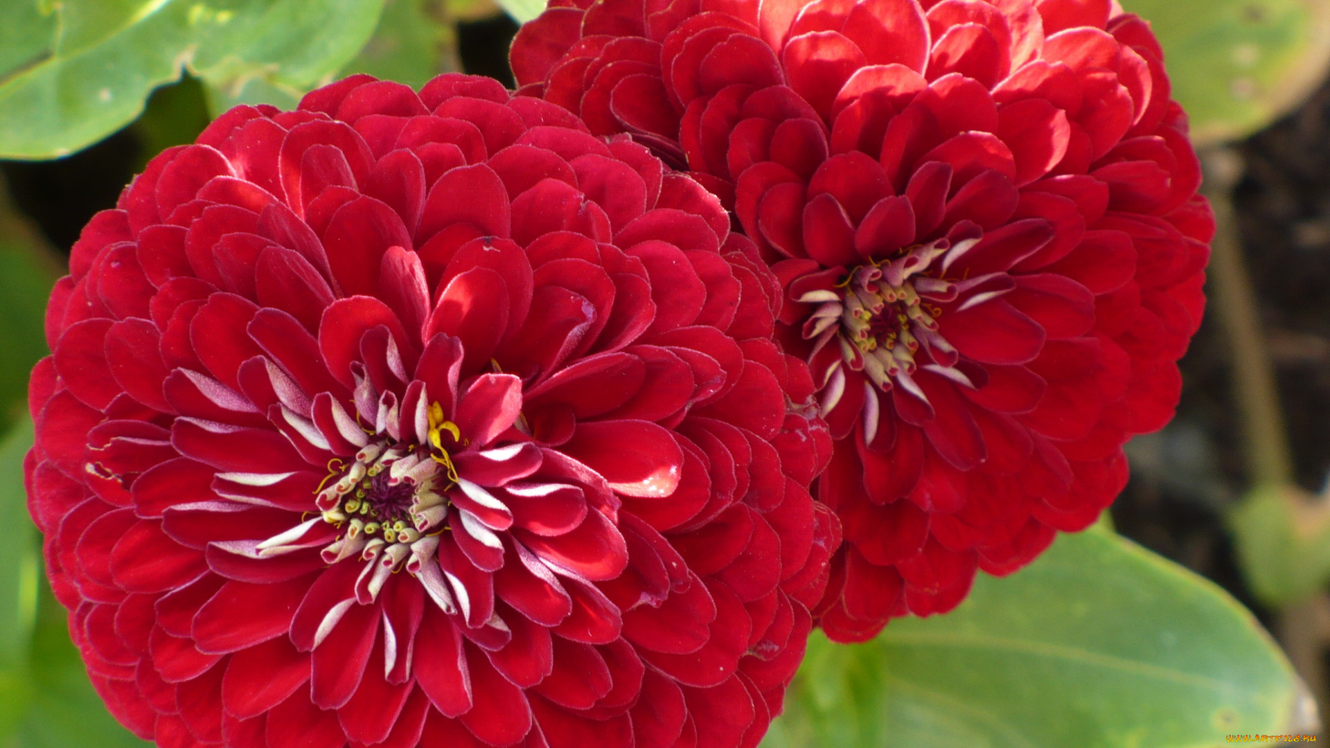 цветы, цинния