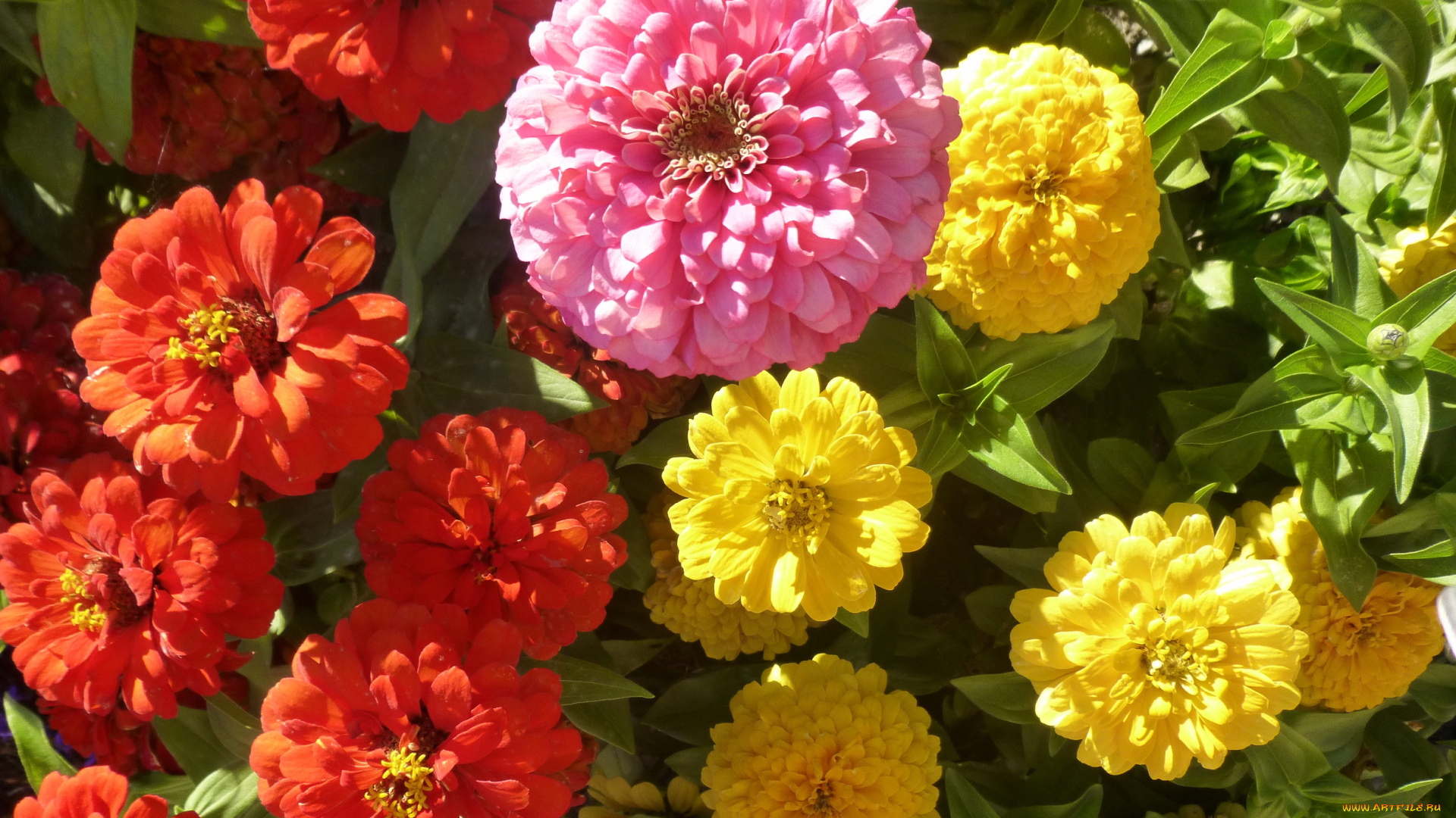 цветы, цинния