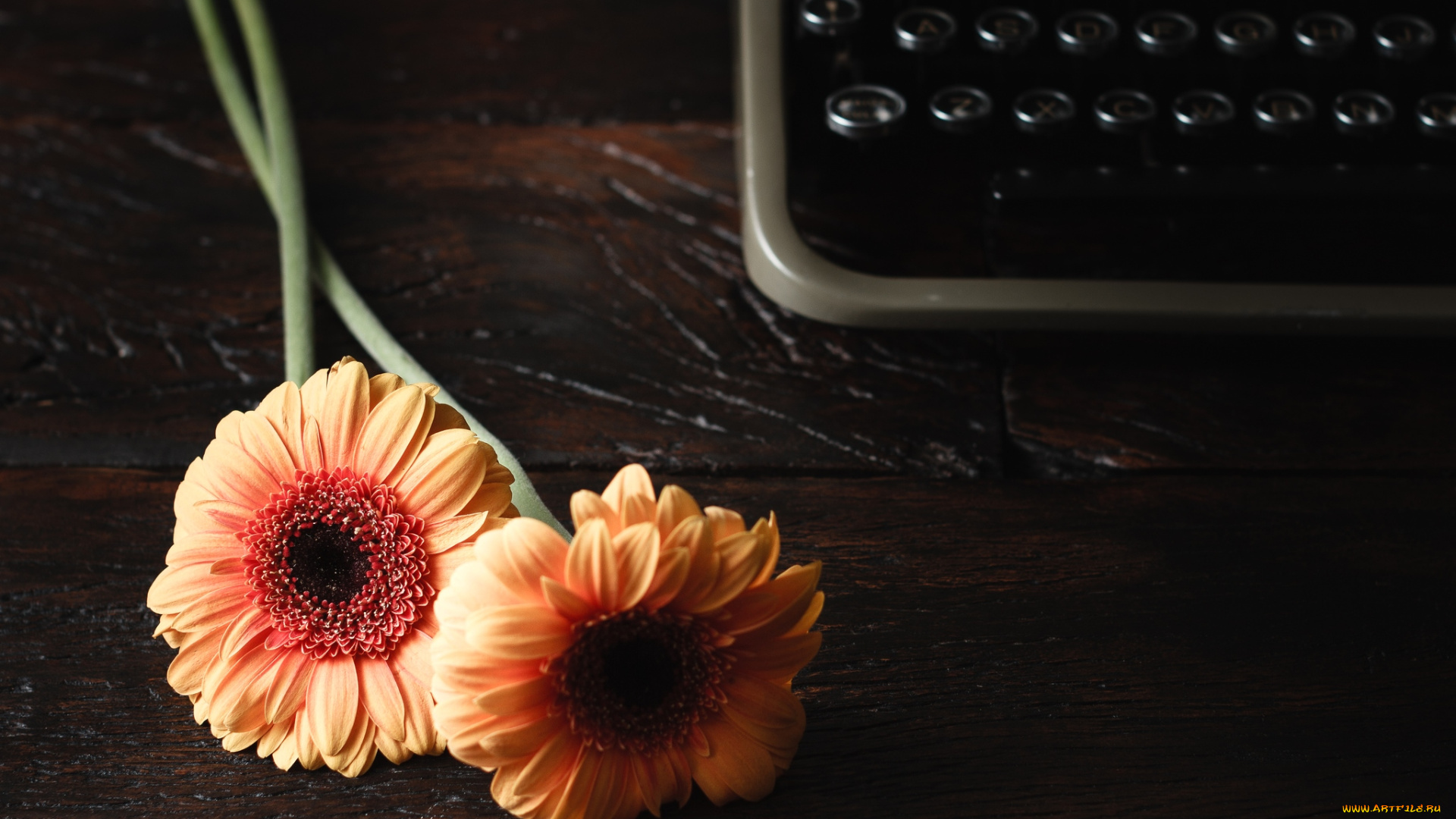 цветы, герберы, парочка