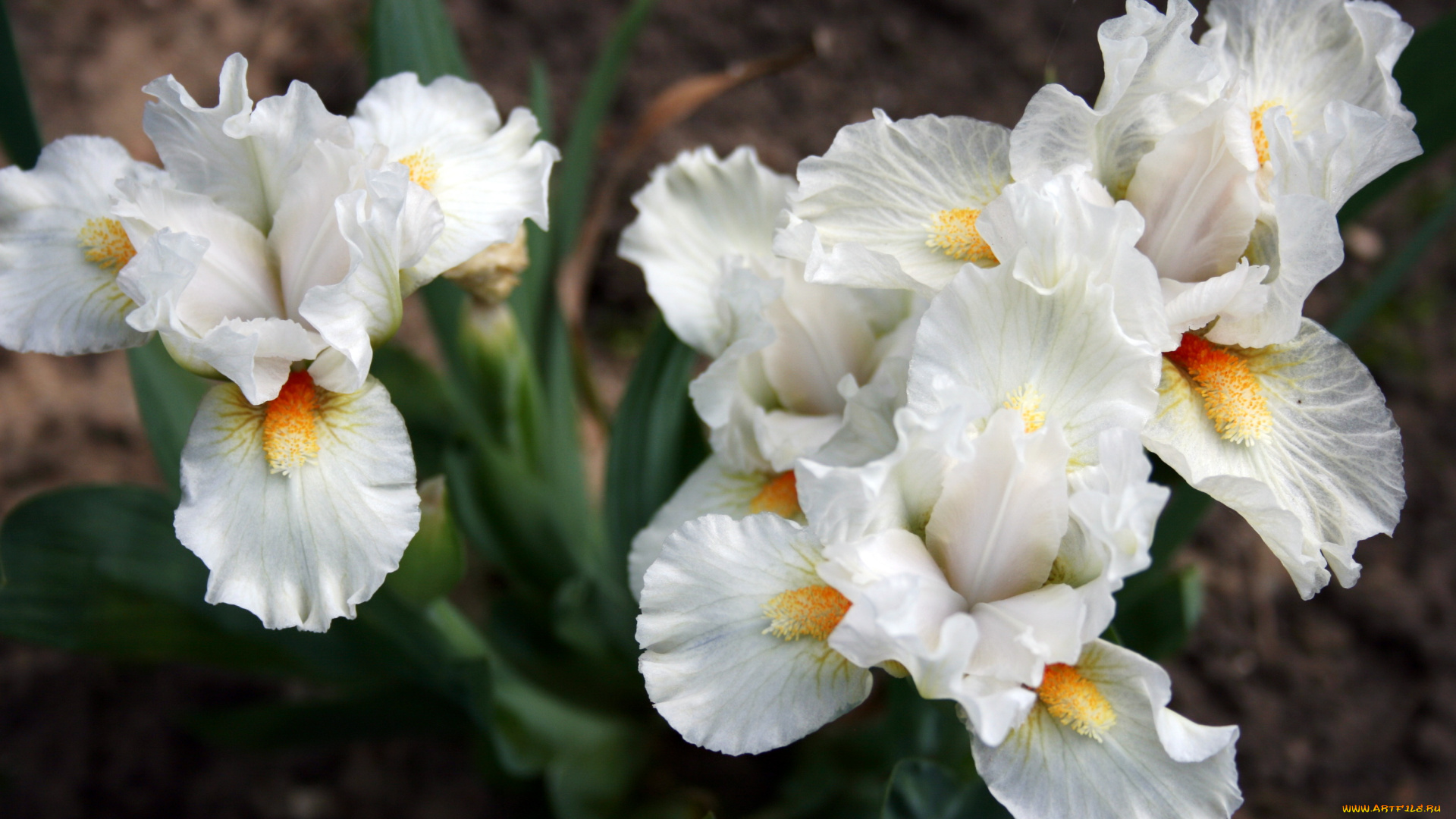 цветы, ирисы