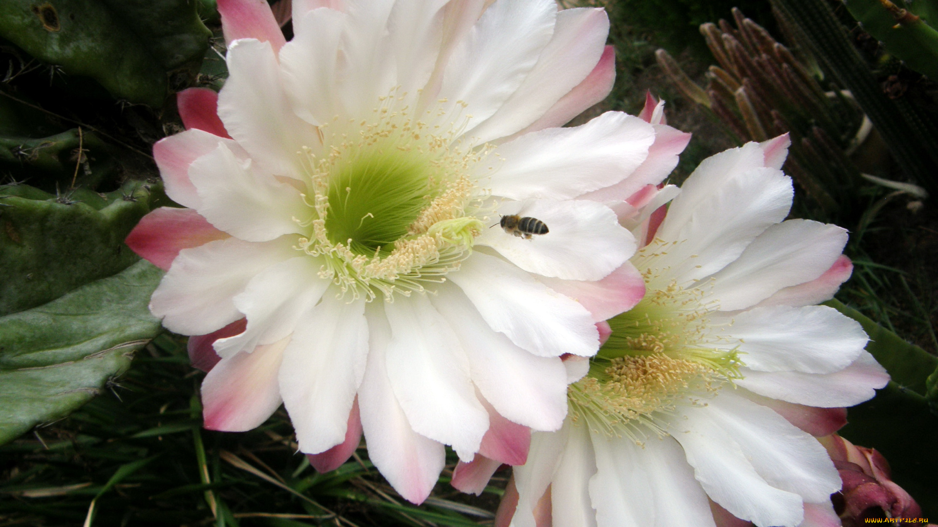 цветы, кактусы, кактус