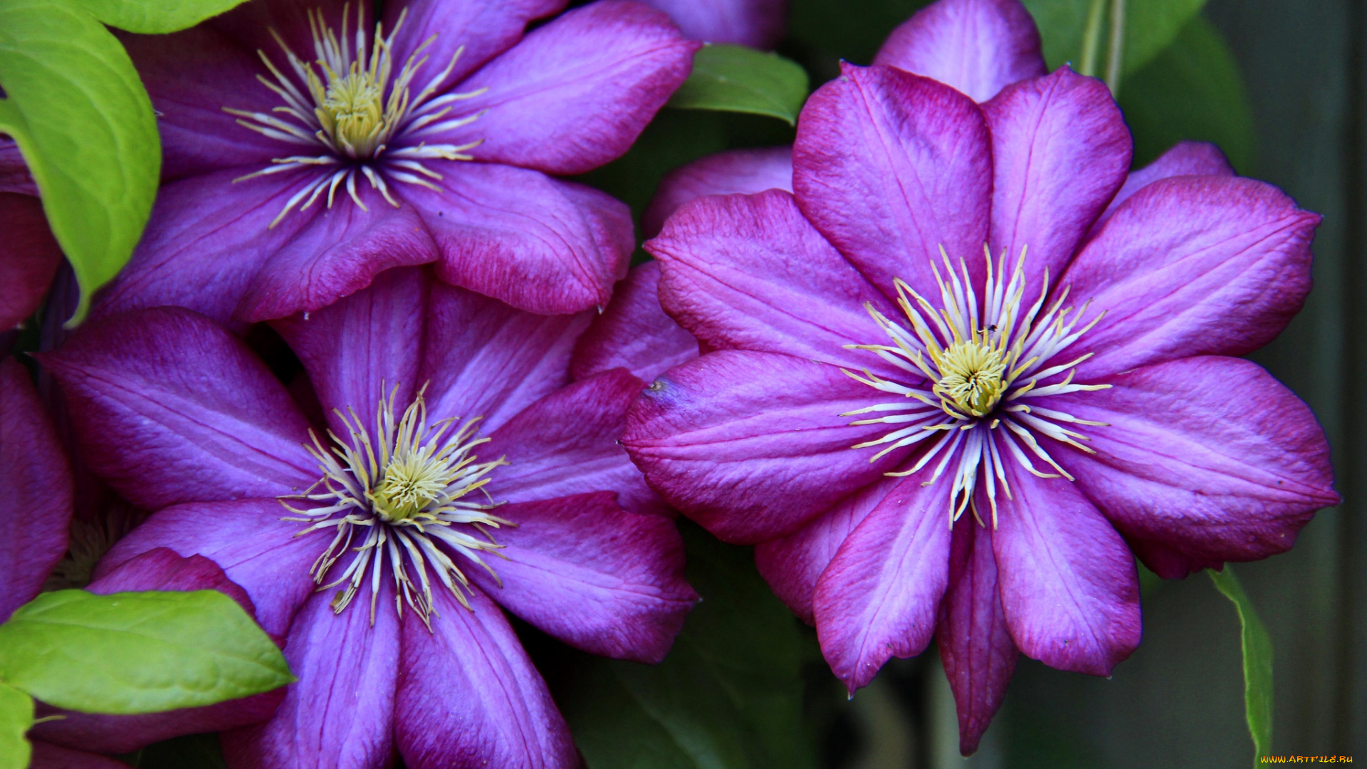 цветы, клематис, ломонос, яркий