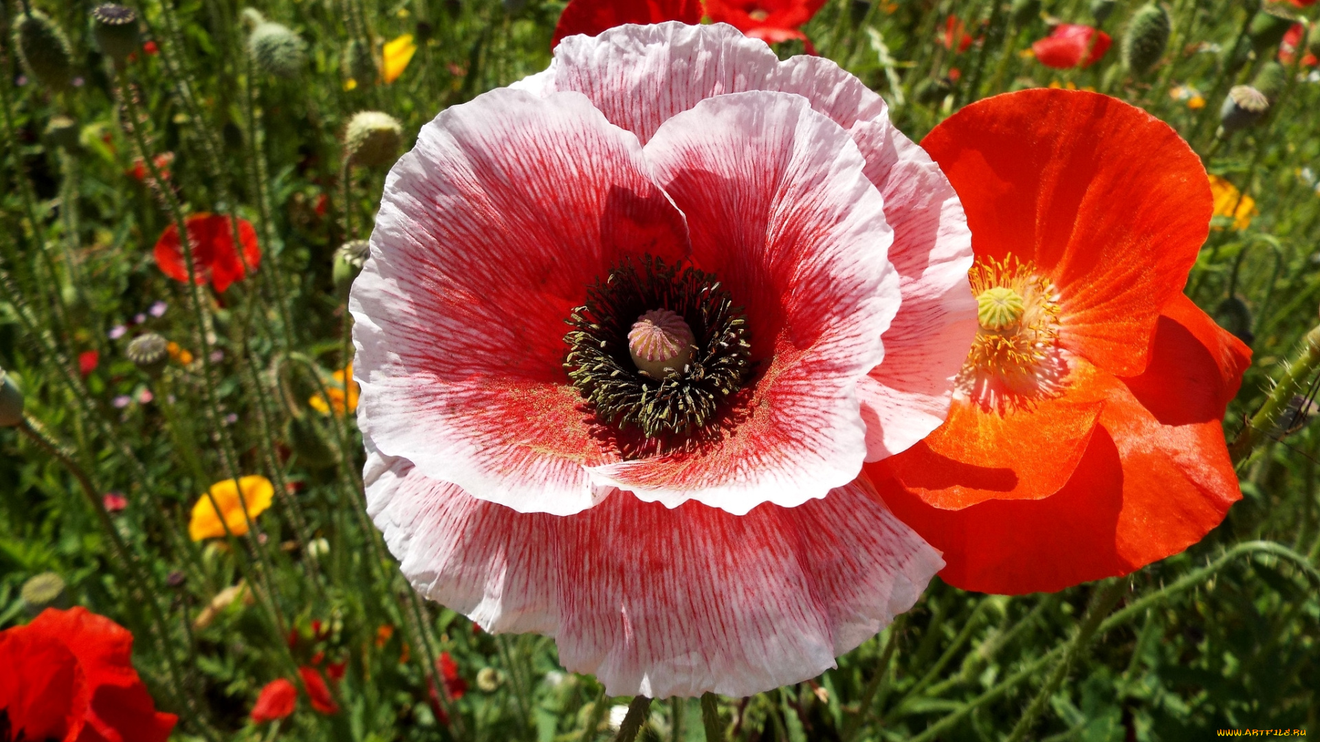 цветы, маки, макро