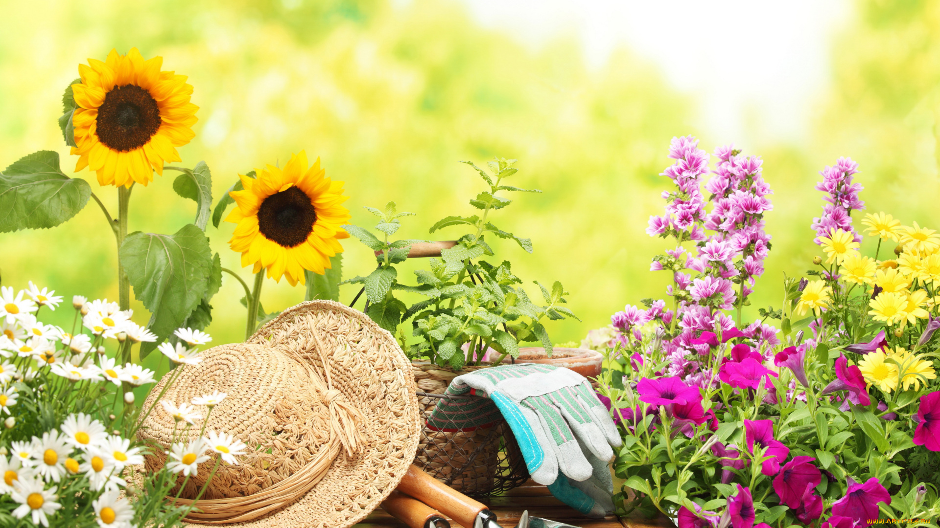 цветы, разные, вместе, подсолнухи