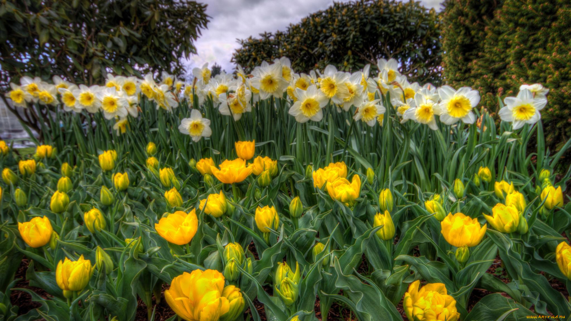 цветы, разные, вместе, тюльпаны, нарциссы, весна