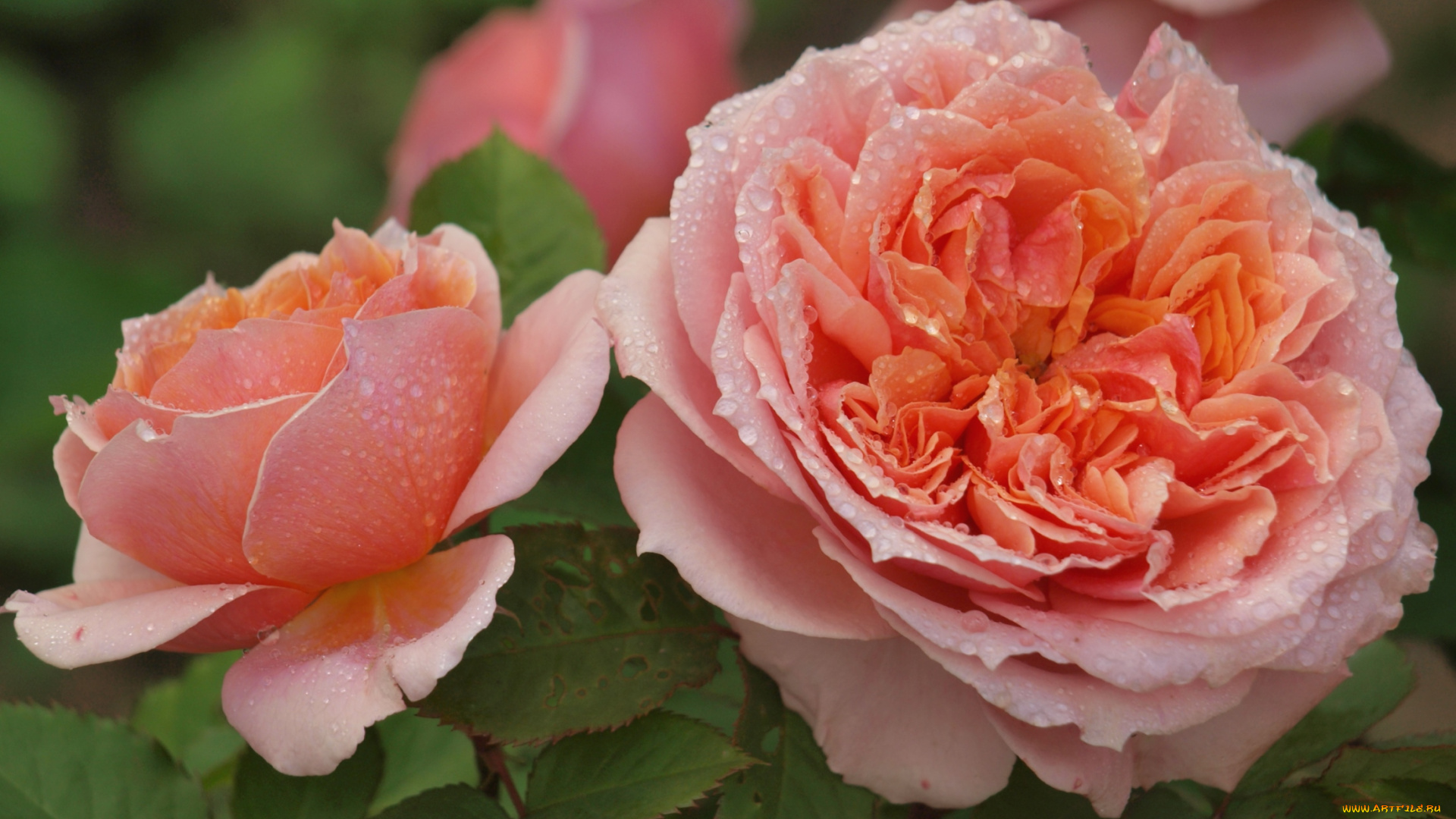 цветы, розы, пышный