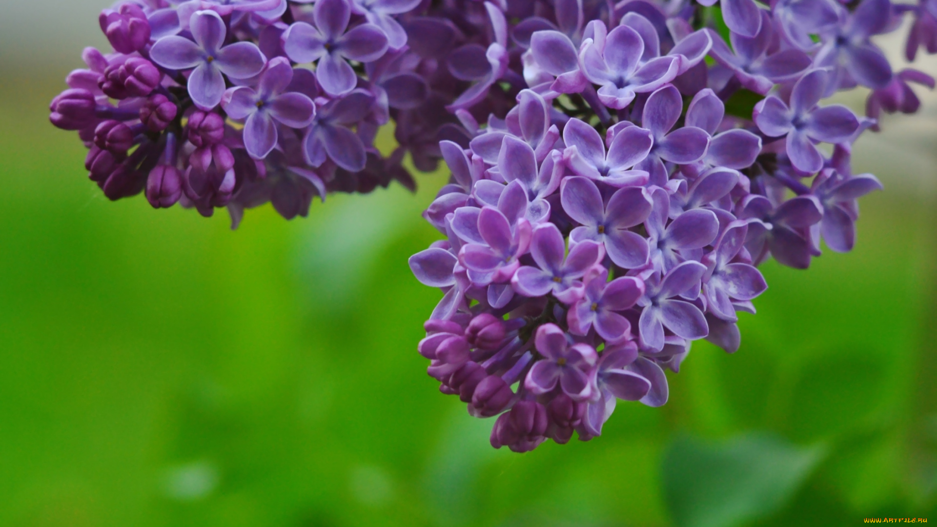 цветы, сирень, гроздья