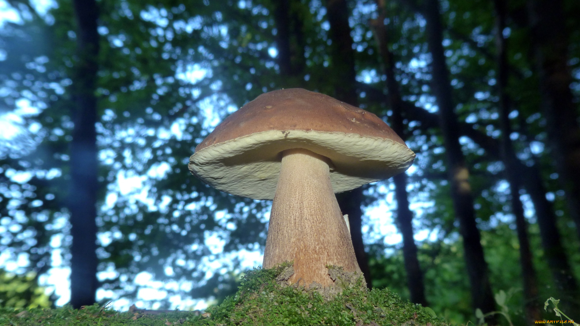 природа, грибы, боровик