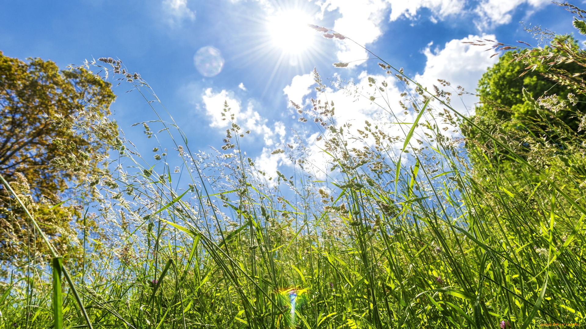 природа, макро, трава, солнце, небо