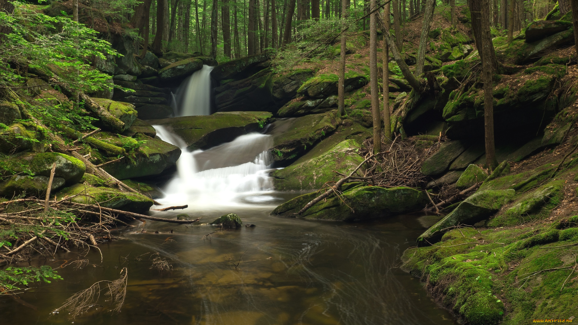 природа, реки, озера, лес, вода