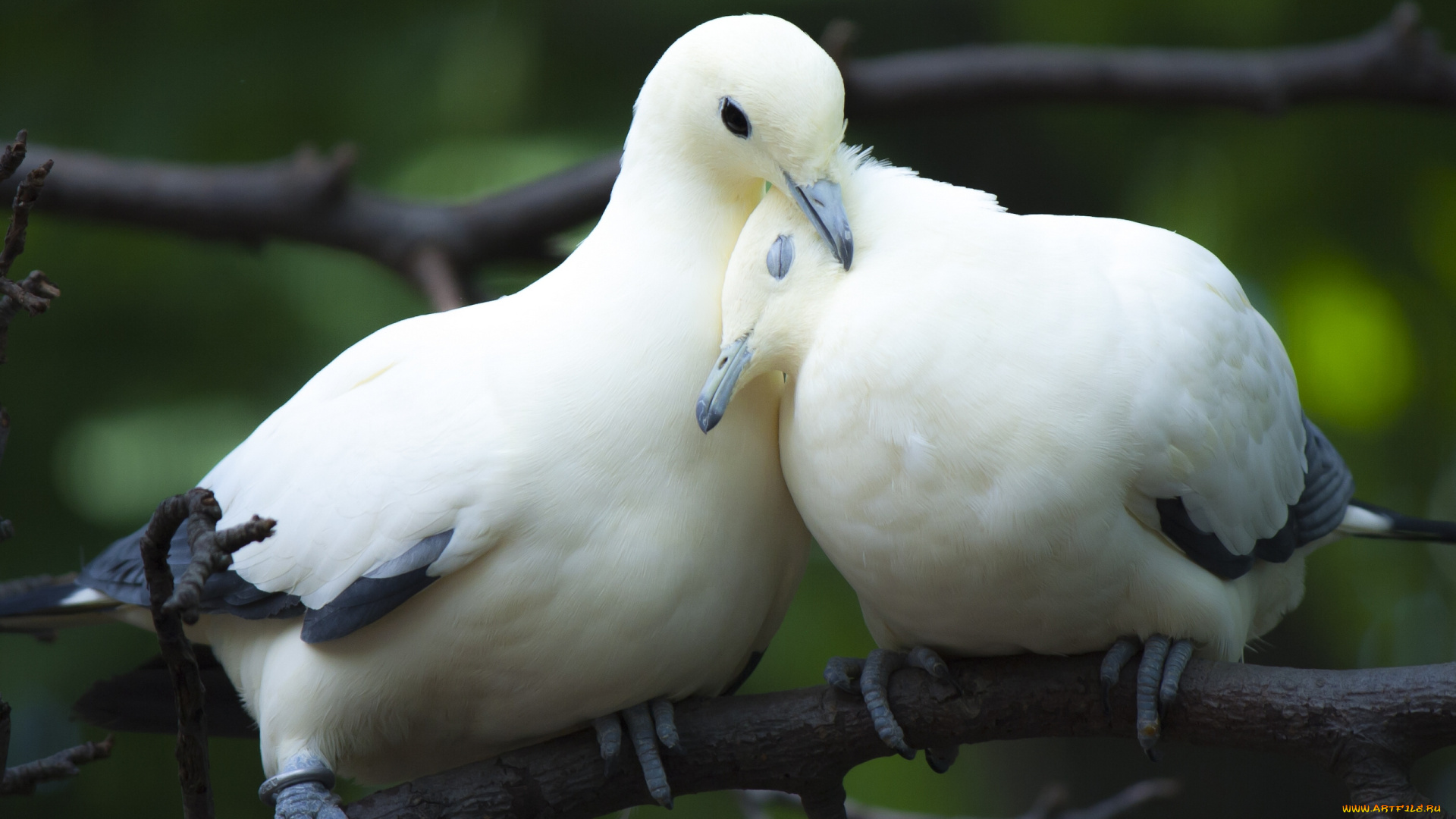 животные, голуби, парочка, птицы, любовь, ветка