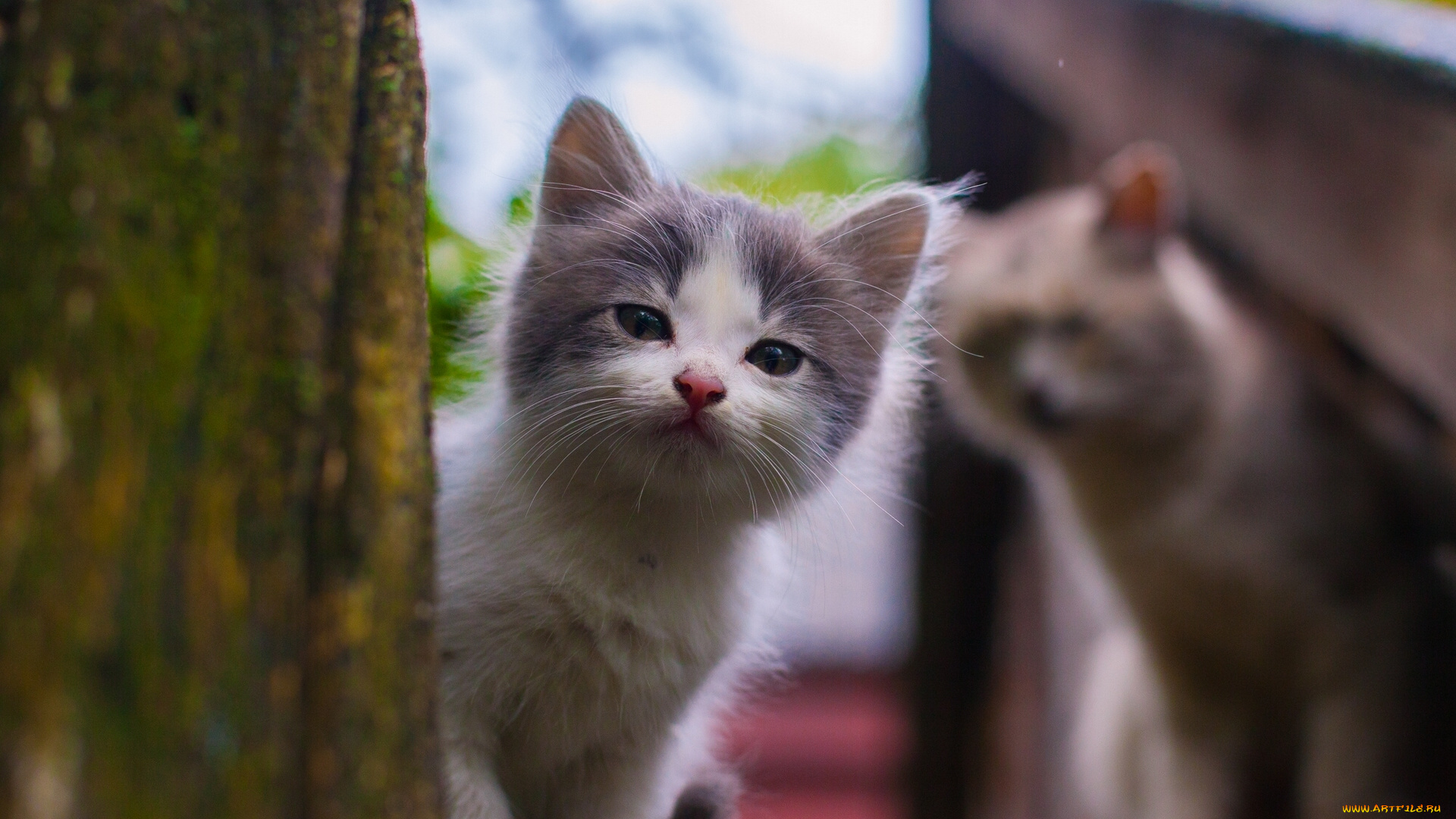 животные, коты, котёнок, малыш, взгляд