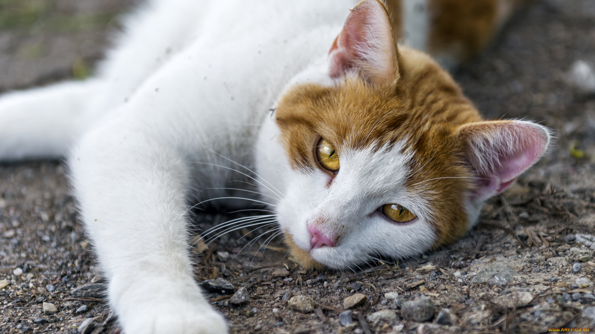 животные, коты, желтые, глаза