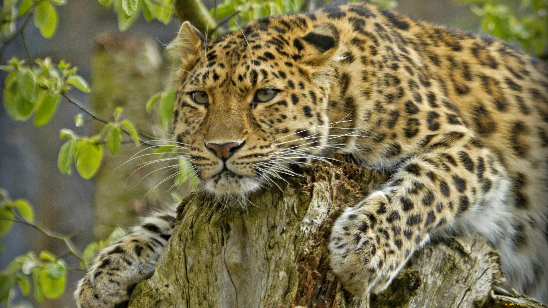 животные, леопарды, амурский, леопард, пень