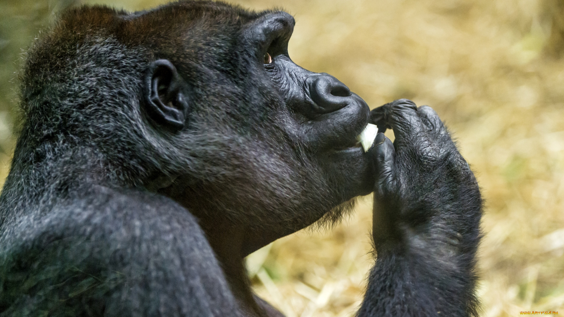 животные, обезьяны, горилла