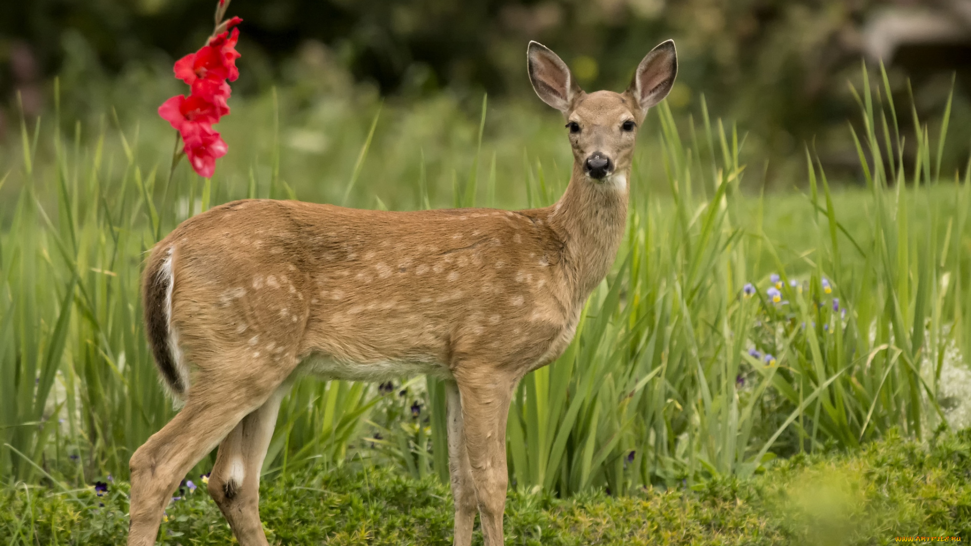 животные, олени, косуля, красавица