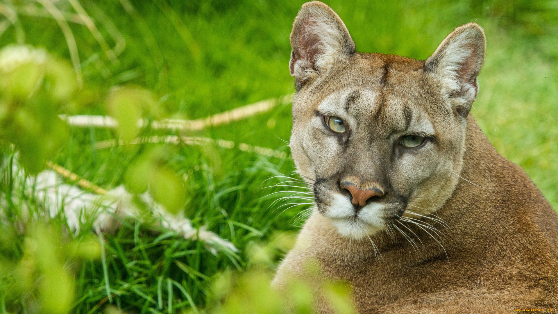 животные, пумы, кугуар, горный, лев
