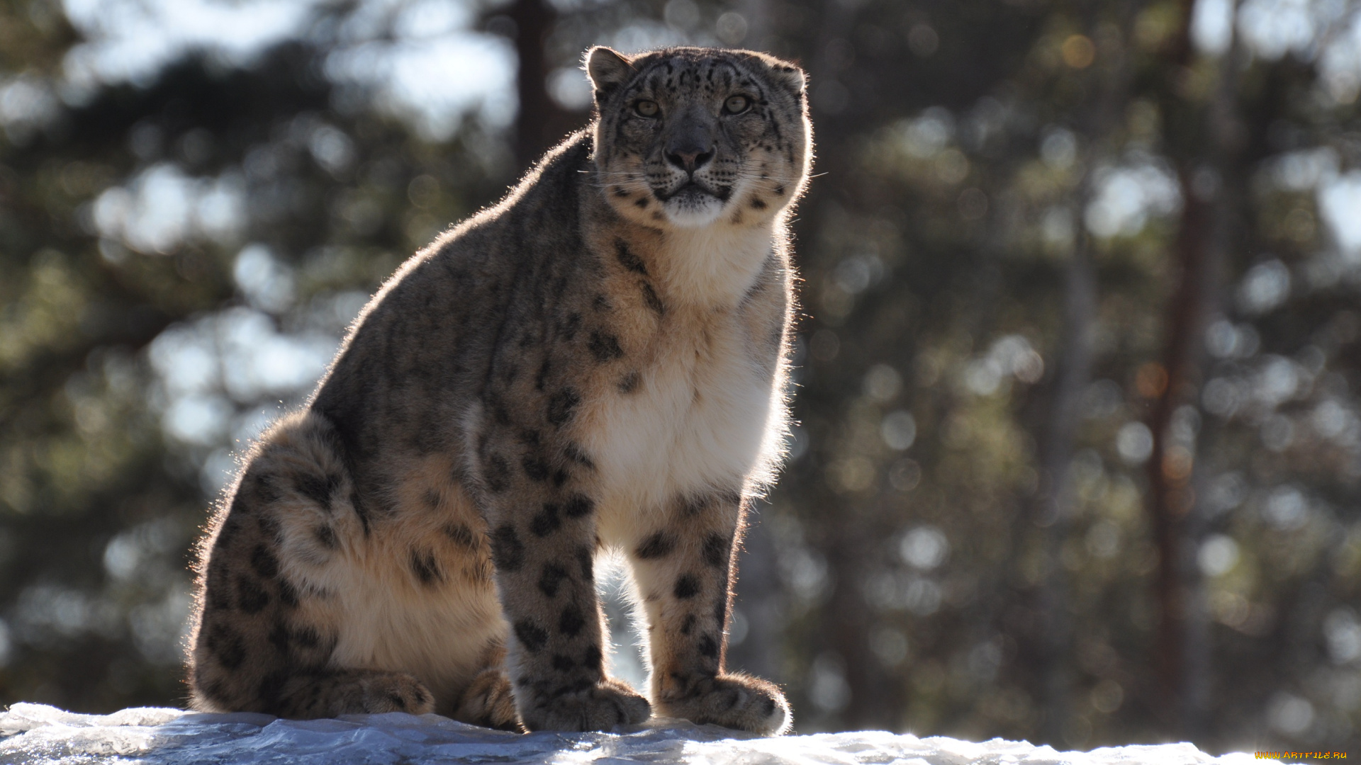 животные, снежный, барс, ирбис
