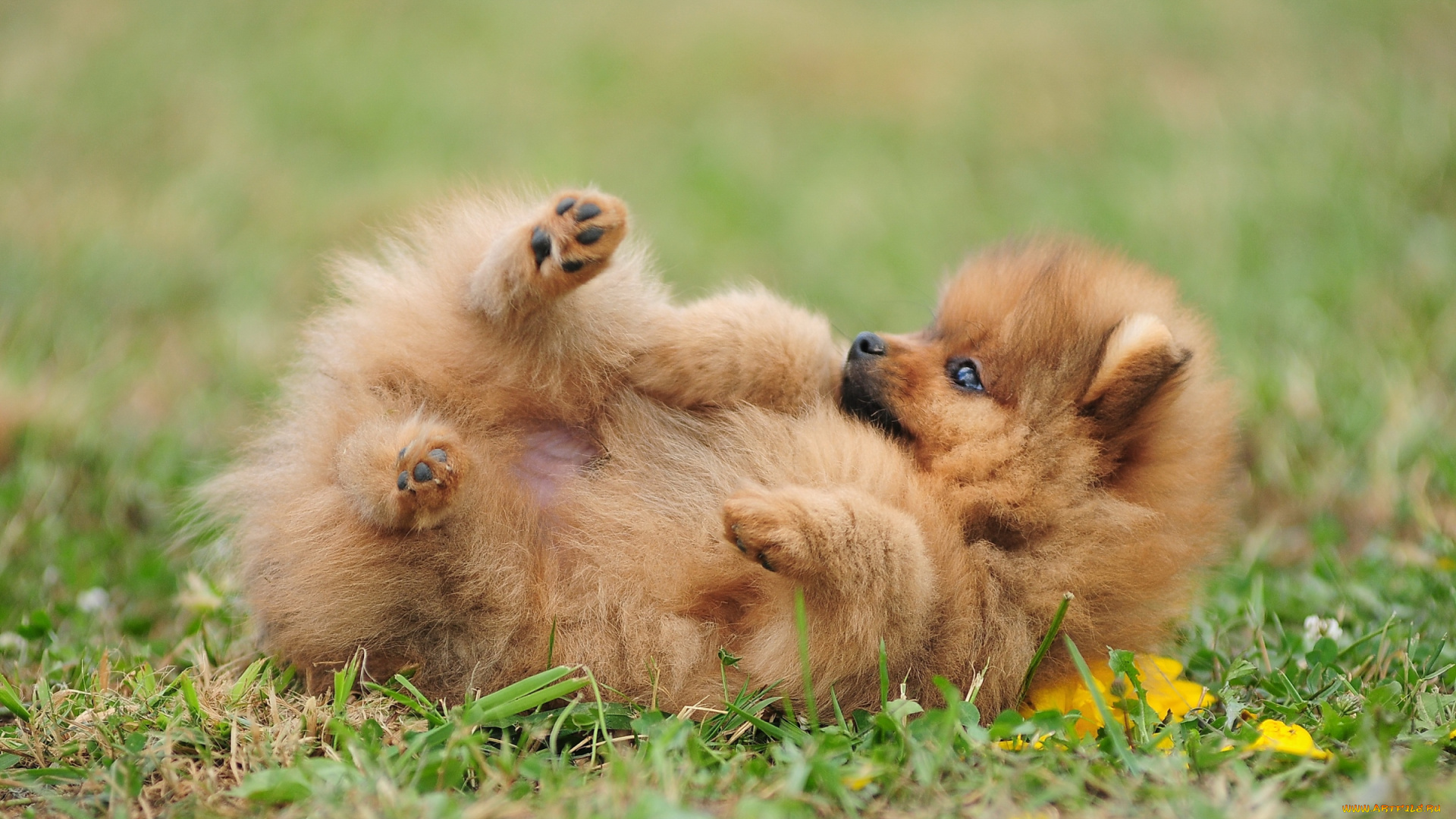 животные, собаки, шпиц, баловство