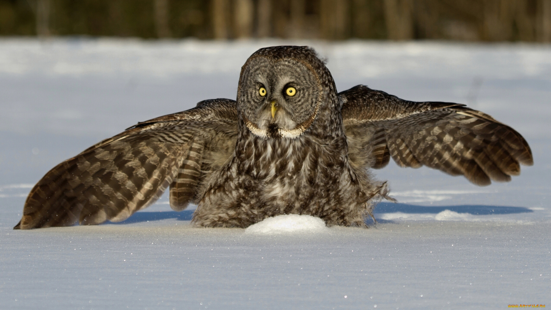 животные, совы, бородатая, неясыть, снег, зима, крылья