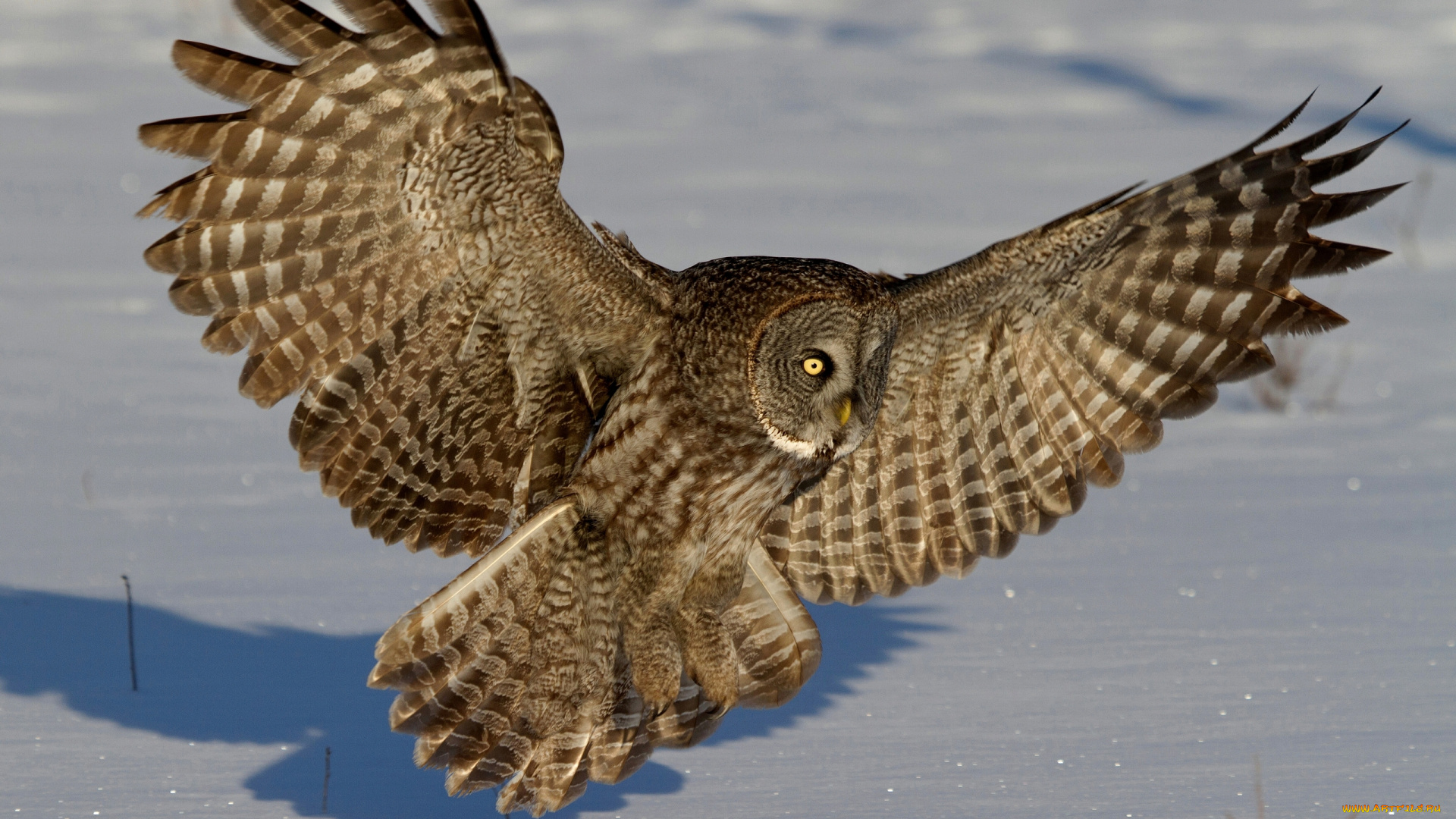 животные, совы, бородатая, неясыть, снег, зима, крылья, перья