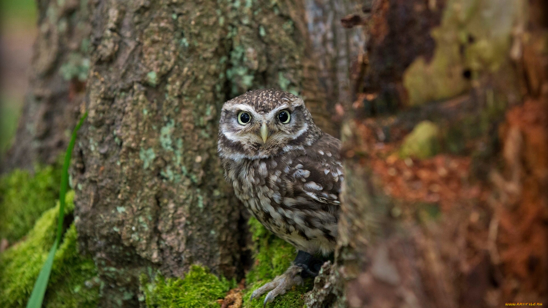животные, совы, домовый, сыч, дерево