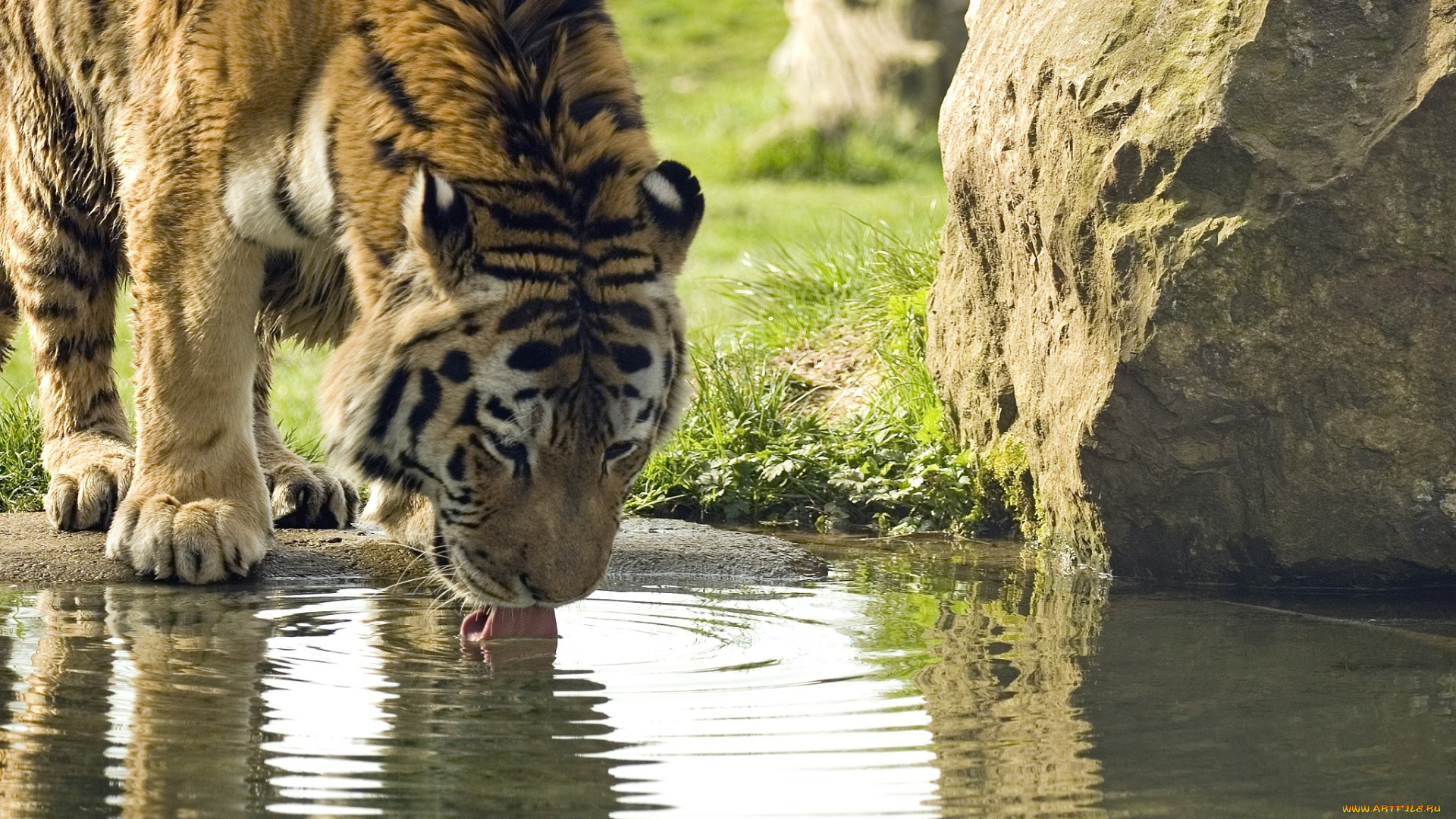 животные, тигры, амурский, тигр, водопой