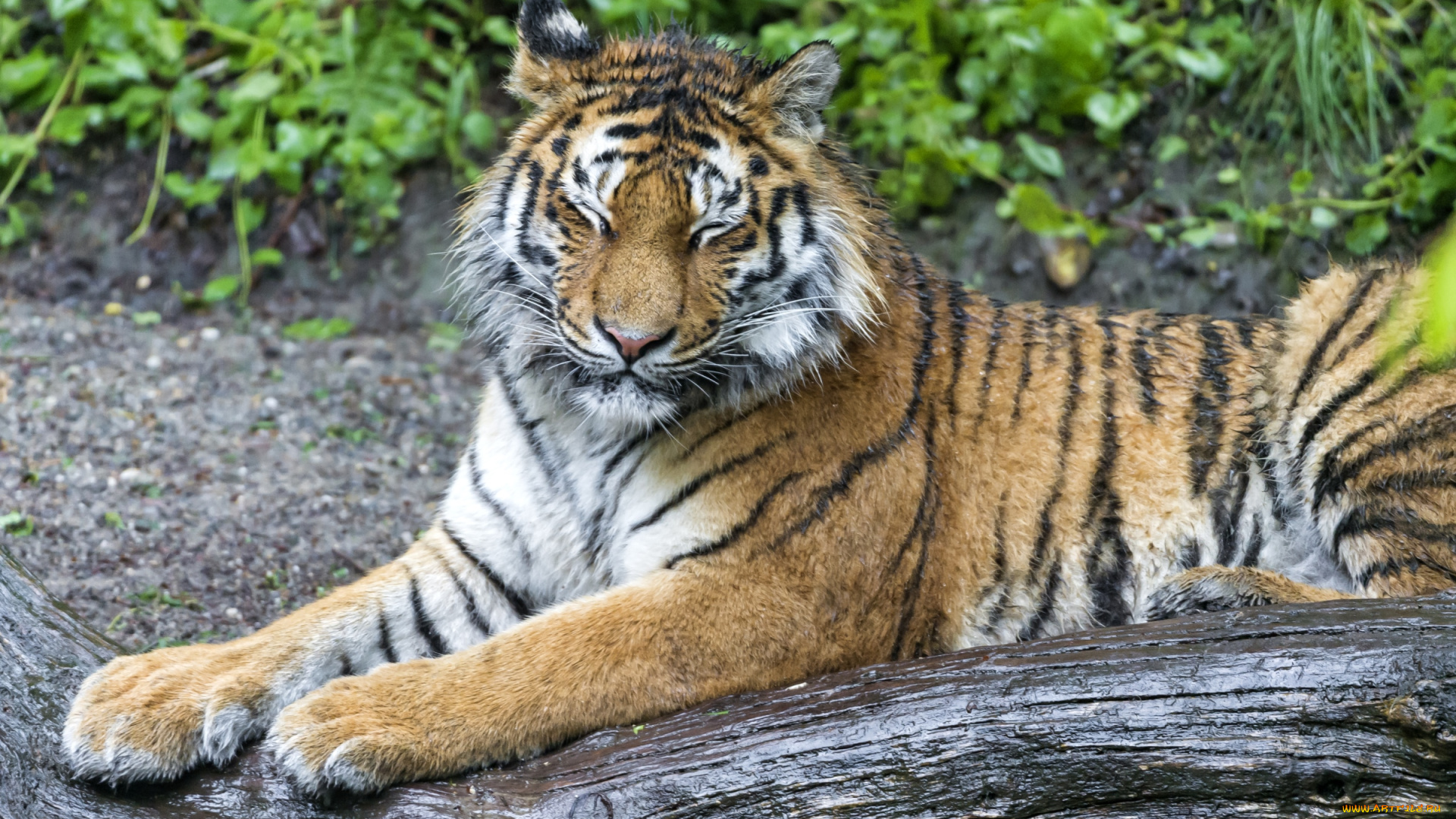 животные, тигры, зажмурилась, мокрый