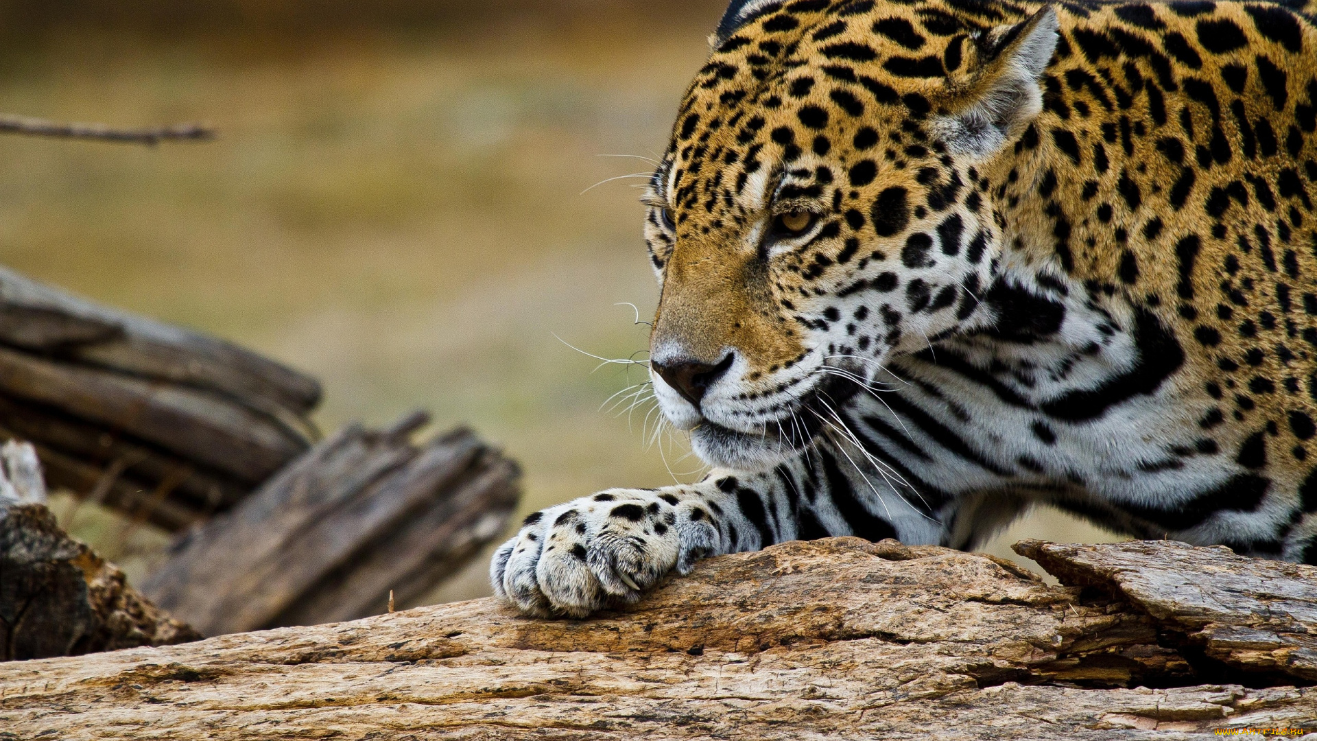 животные, Ягуары, ягуар, морда