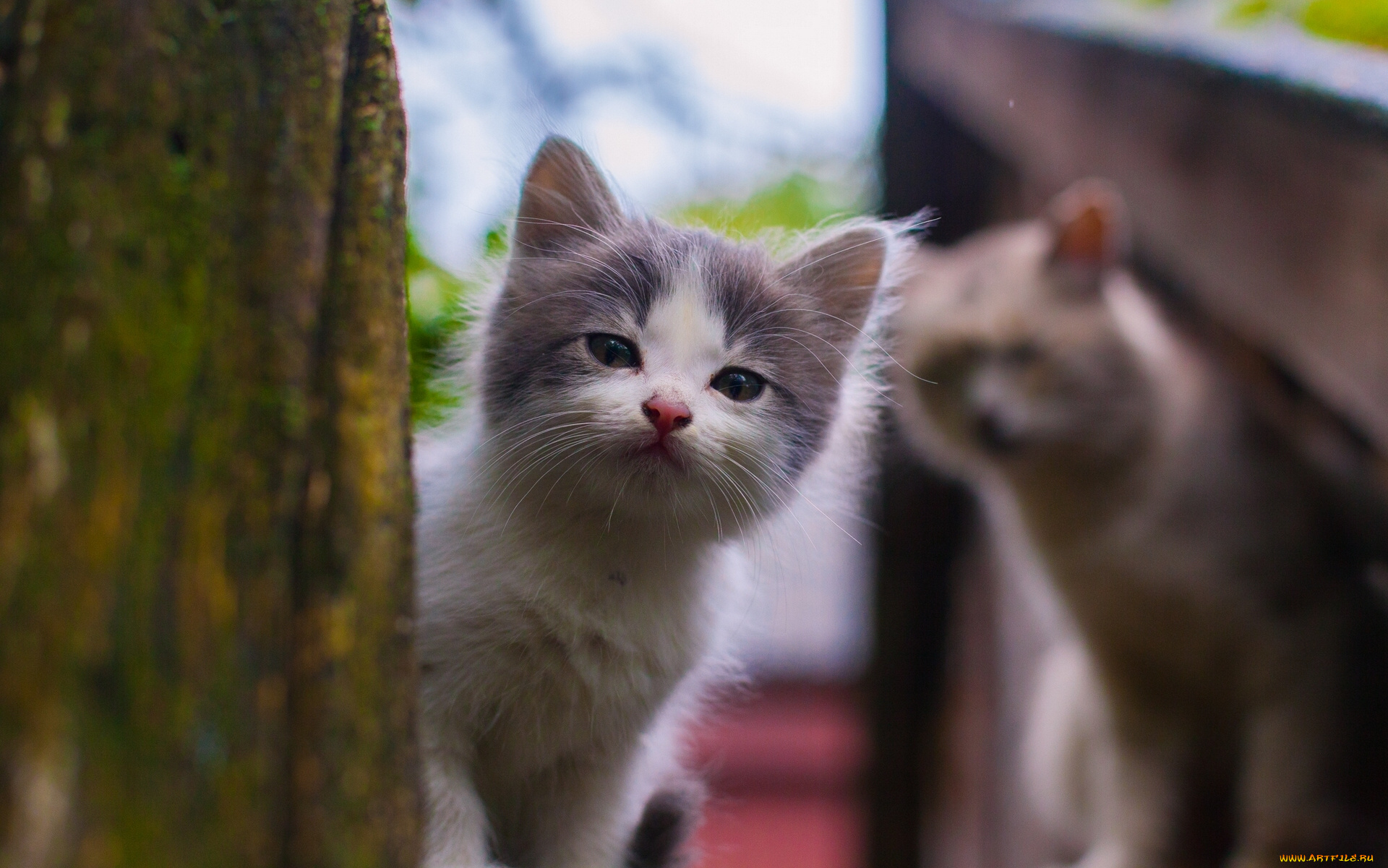 животные, коты, котёнок, малыш, взгляд