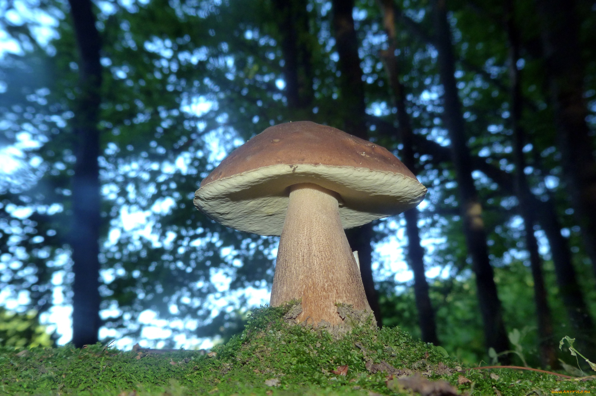 природа, грибы, боровик