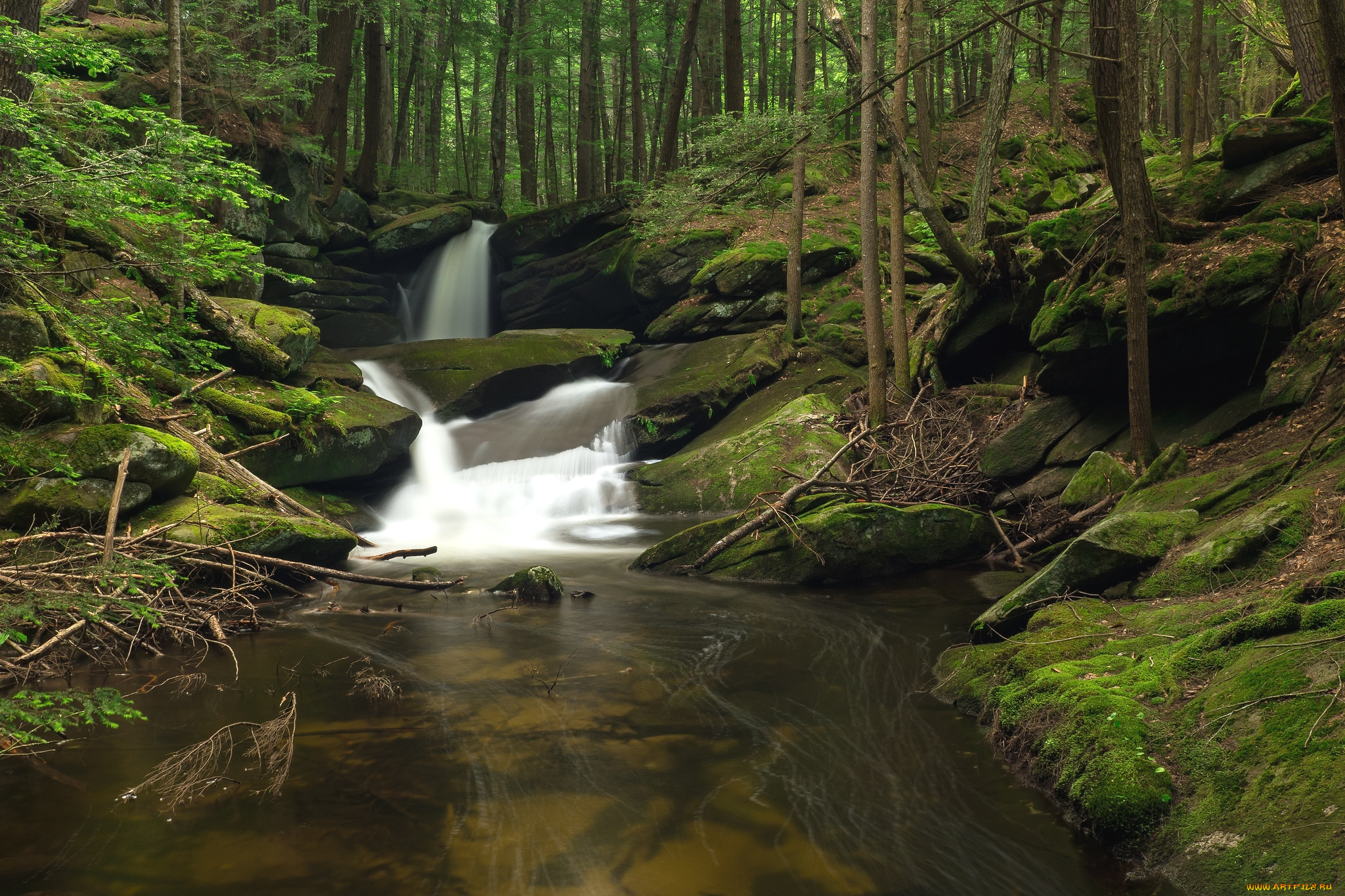 природа, реки, озера, лес, вода