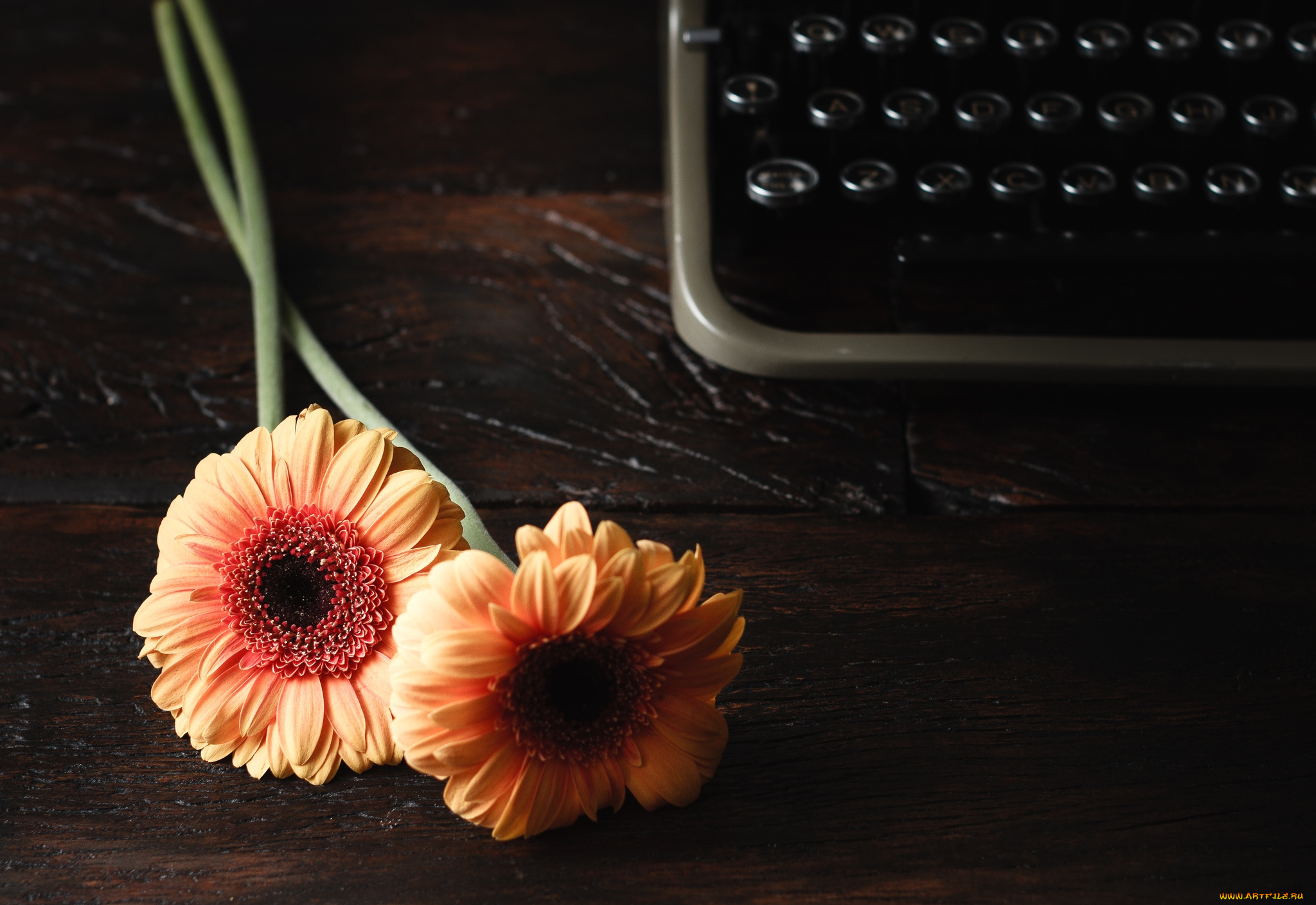 цветы, герберы, парочка