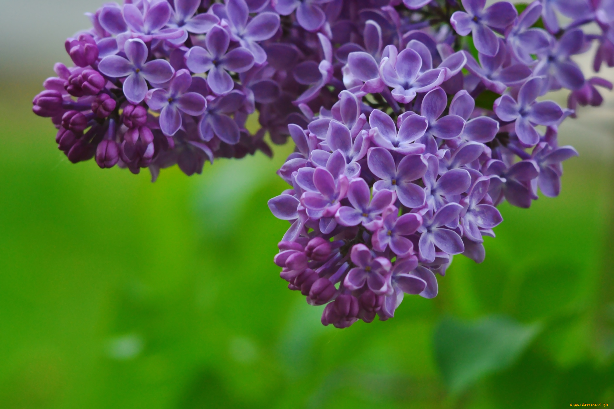 цветы, сирень, гроздья