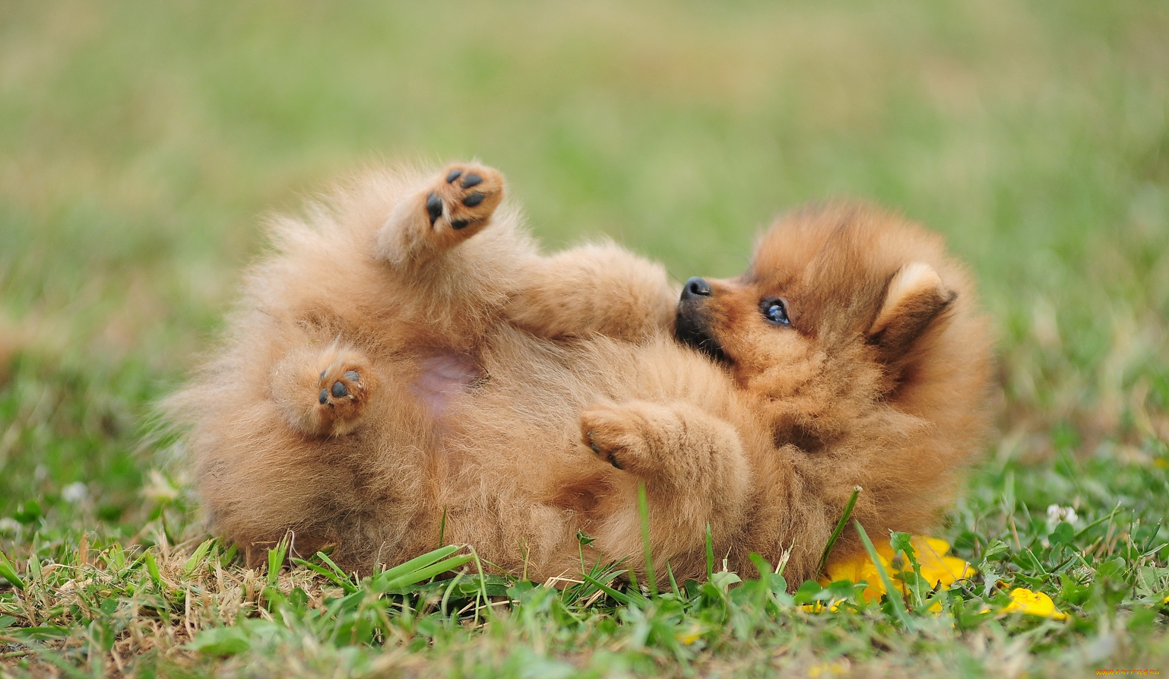 животные, собаки, шпиц, баловство