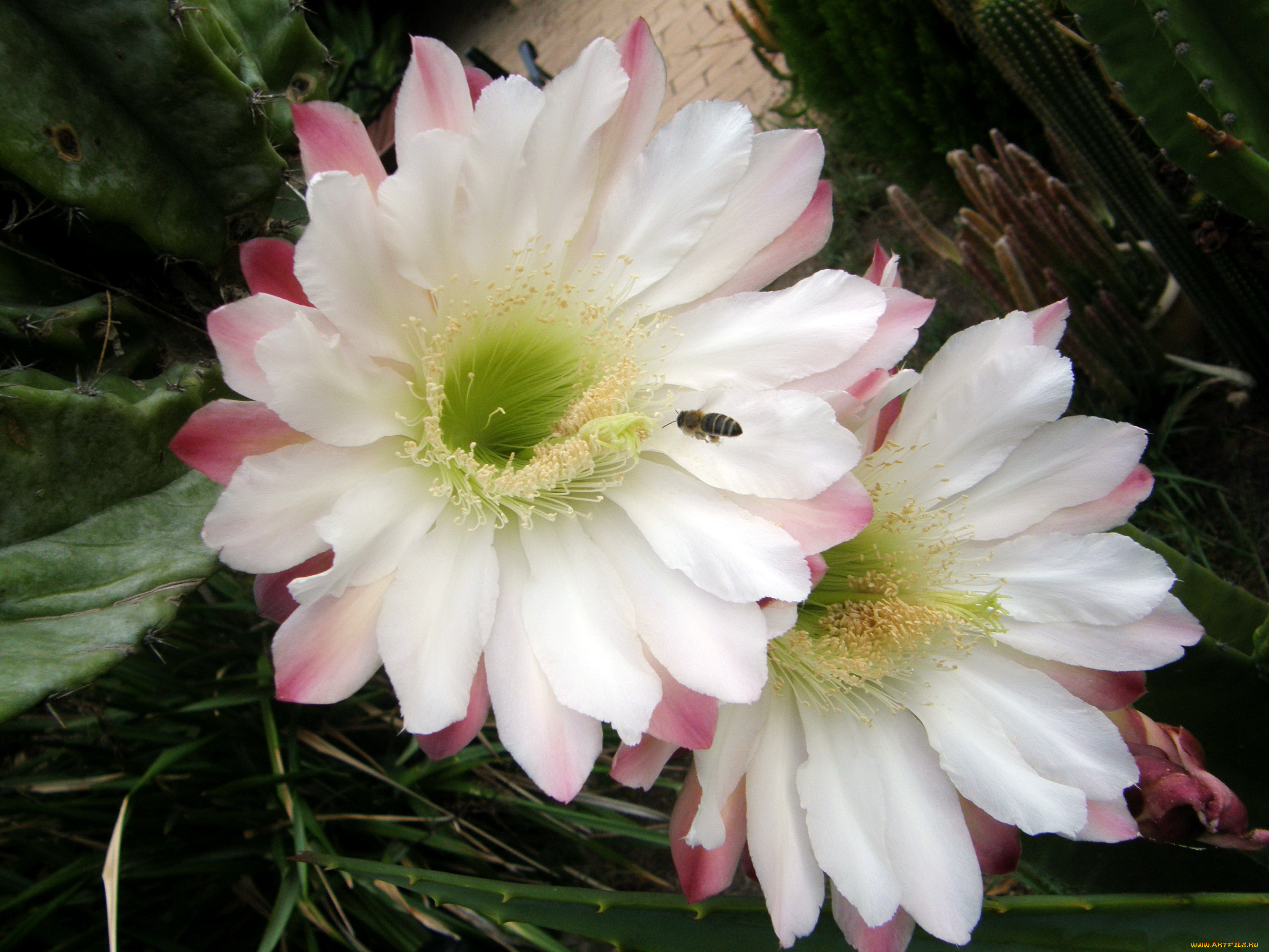 цветы, кактусы, кактус