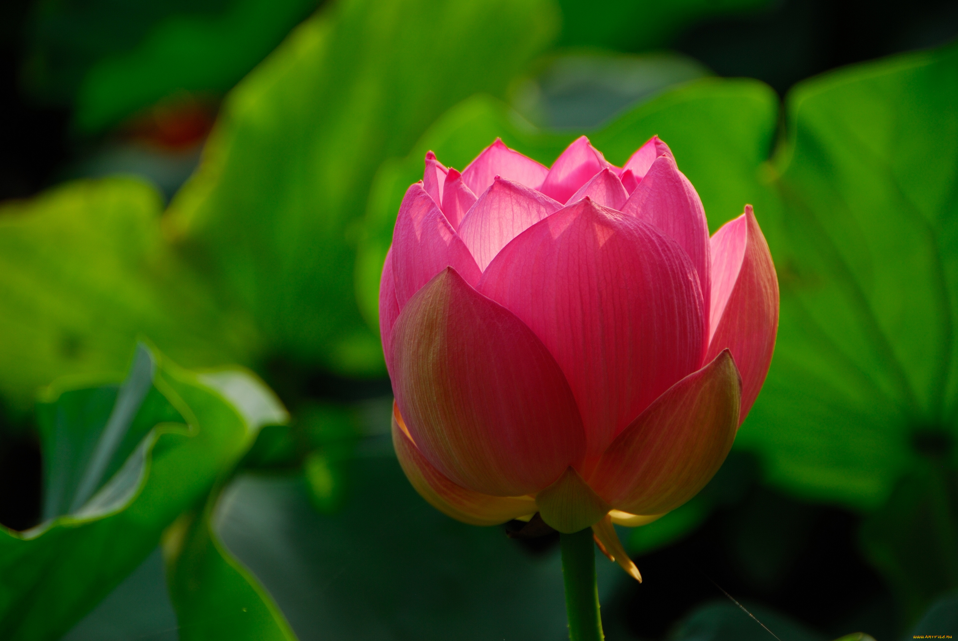 цветы, лотосы, бутон, макро