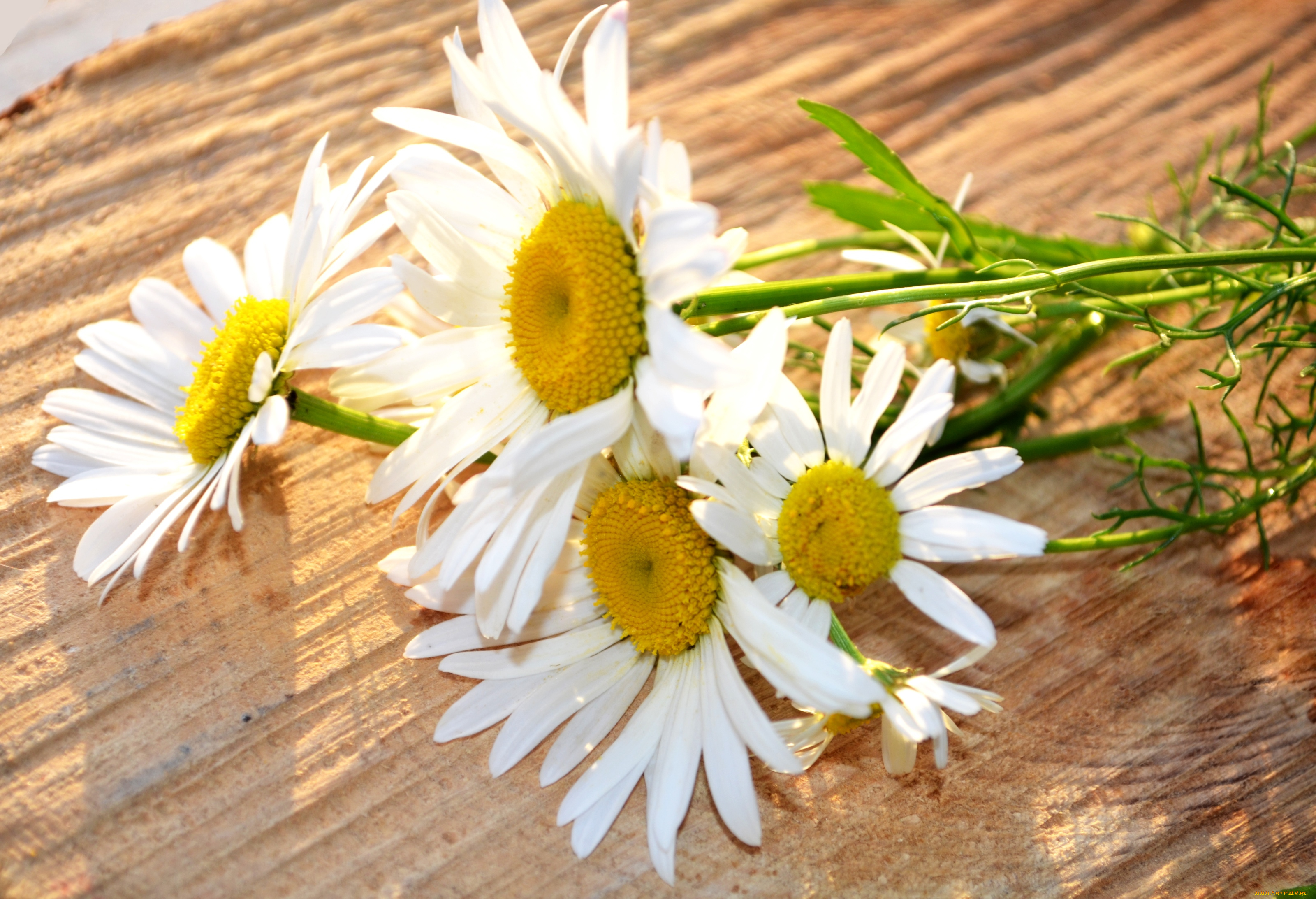 цветы, ромашки, солнышка
