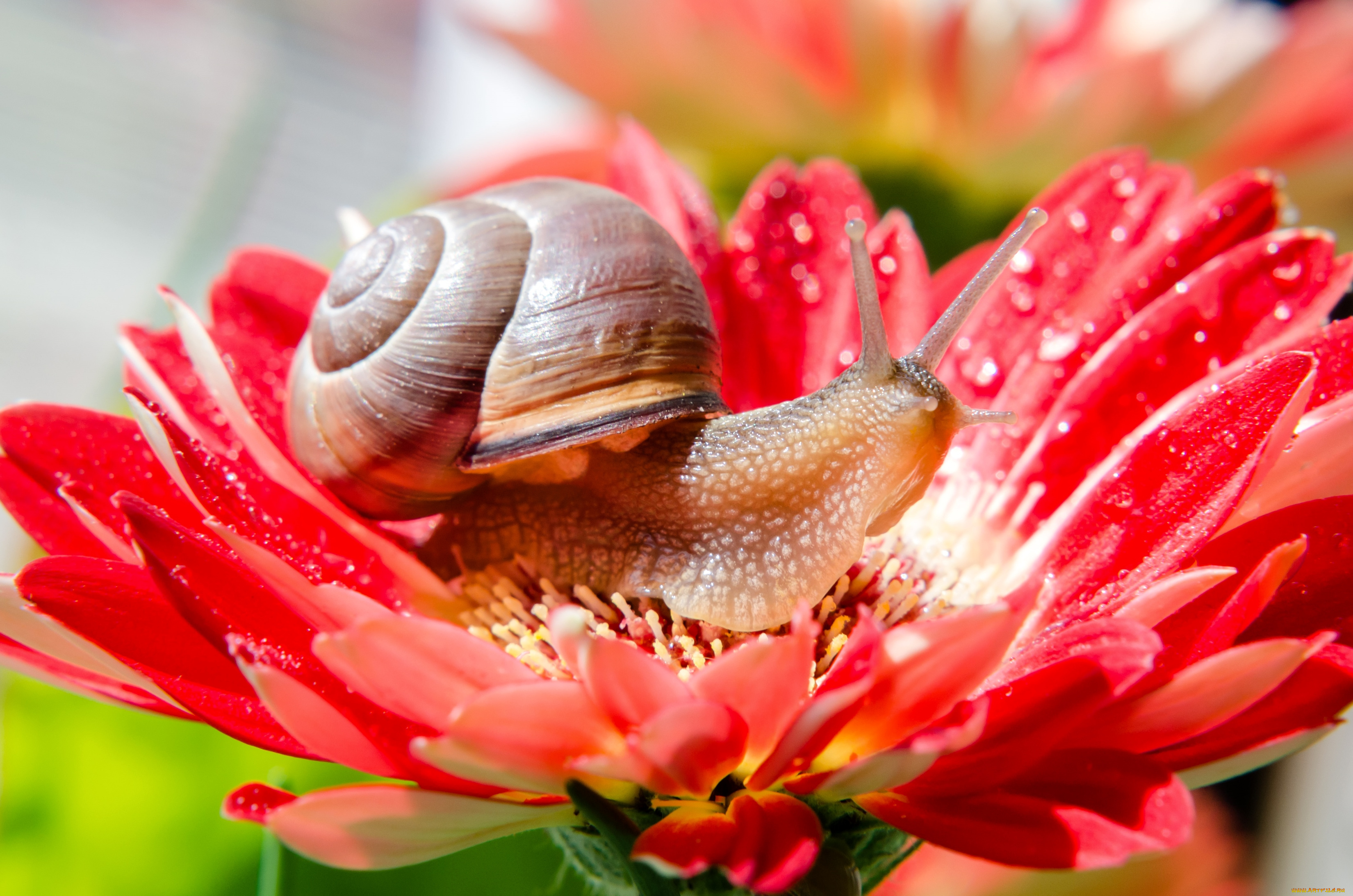 животные, улитки, цветок, рожки
